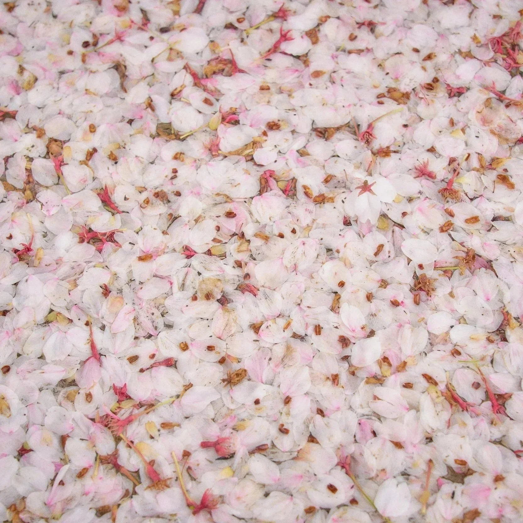 Popcorn, Action, Silence: The Case for Acoustic Insulation in Home Theaters