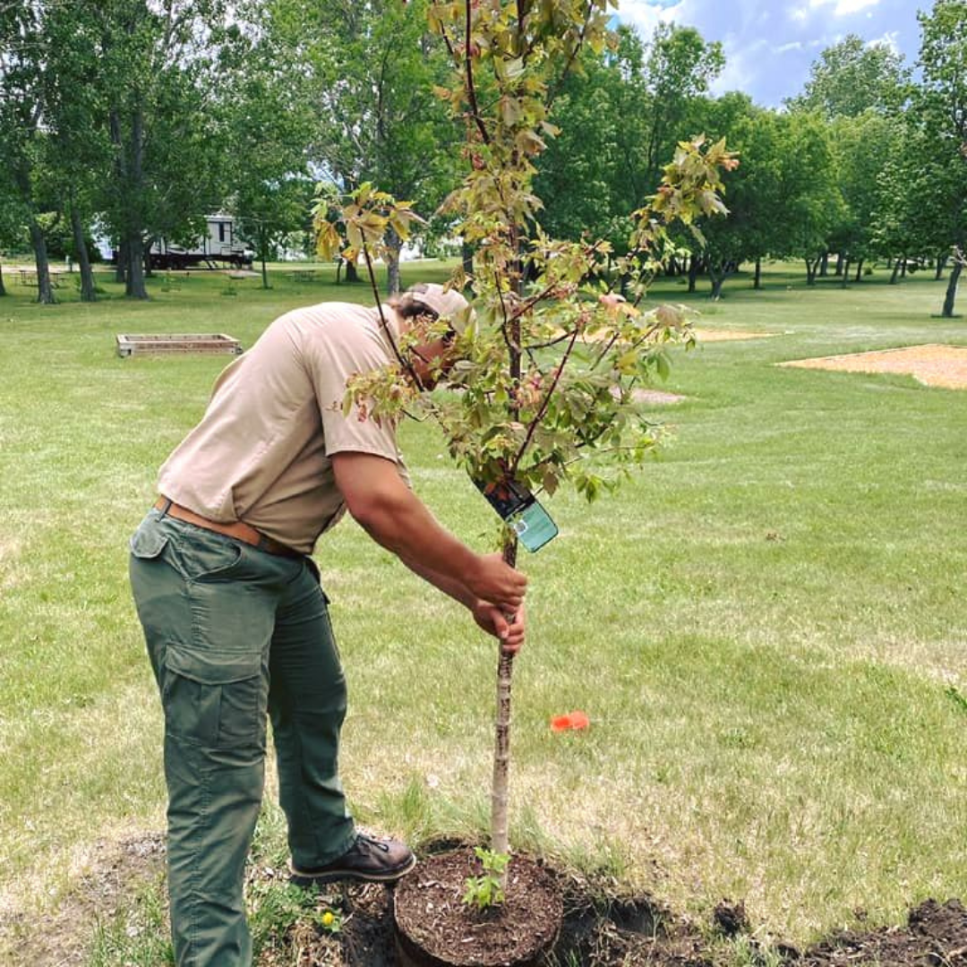Donate a Tree  Online Gift Shop | North Dakota State Parks