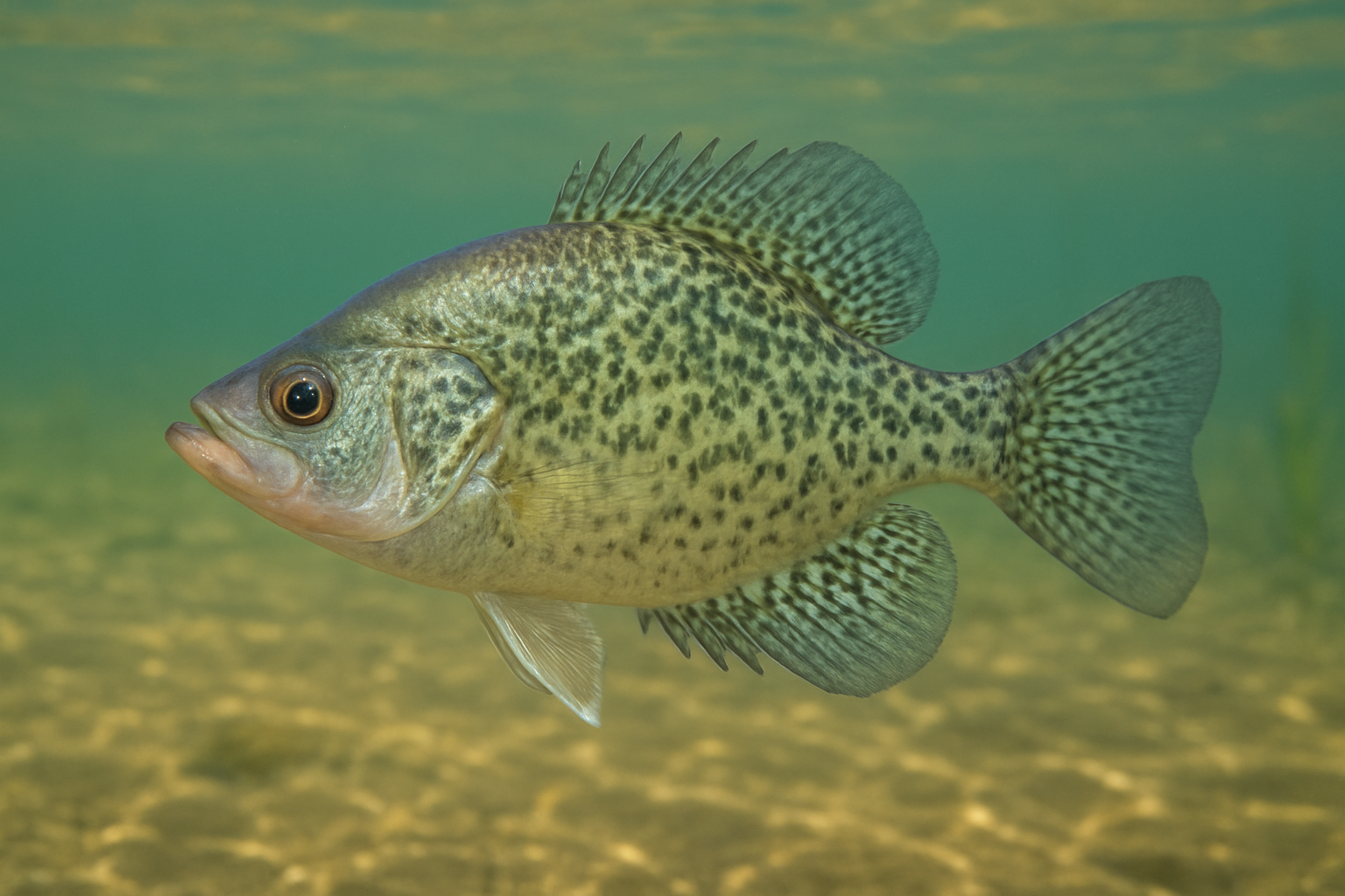 Crappie swimming underwater