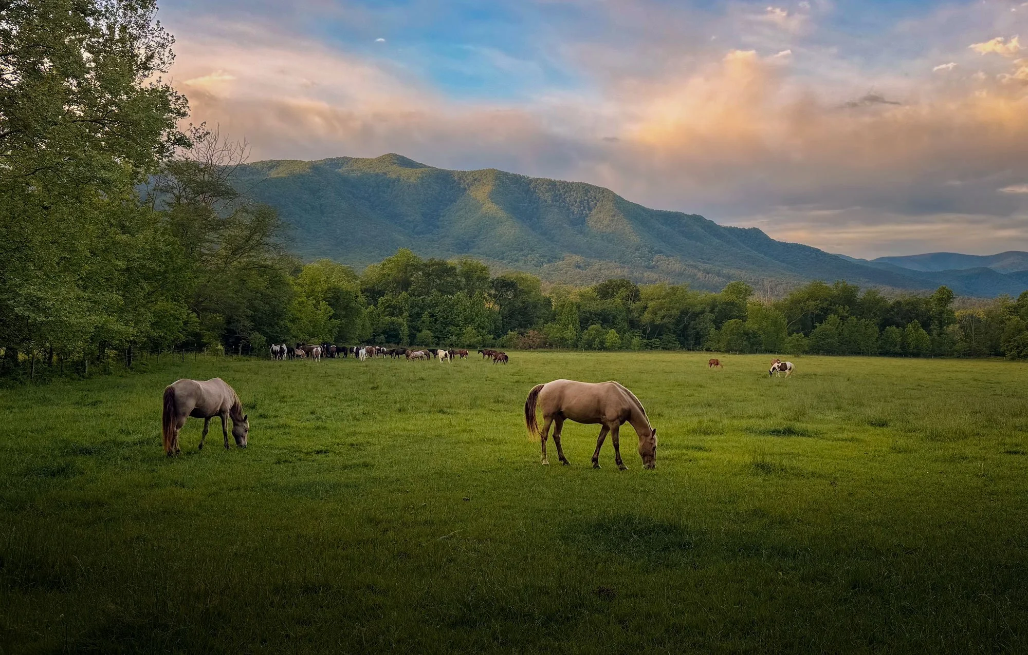 Horses grazing on a green field with mountains in the background under a colorful sky.