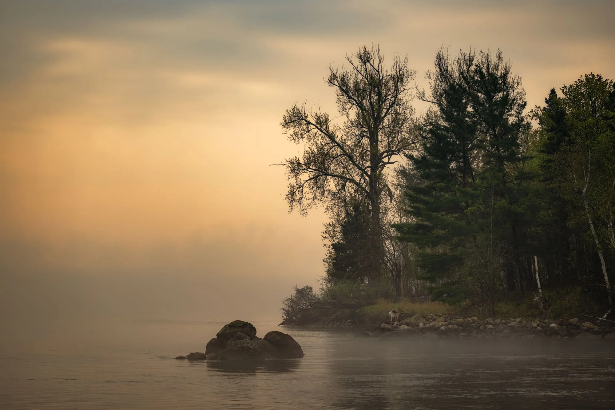 A misty river scene during sunrise with rocks in the water, trees along the shoreline, and a dog near the trees.