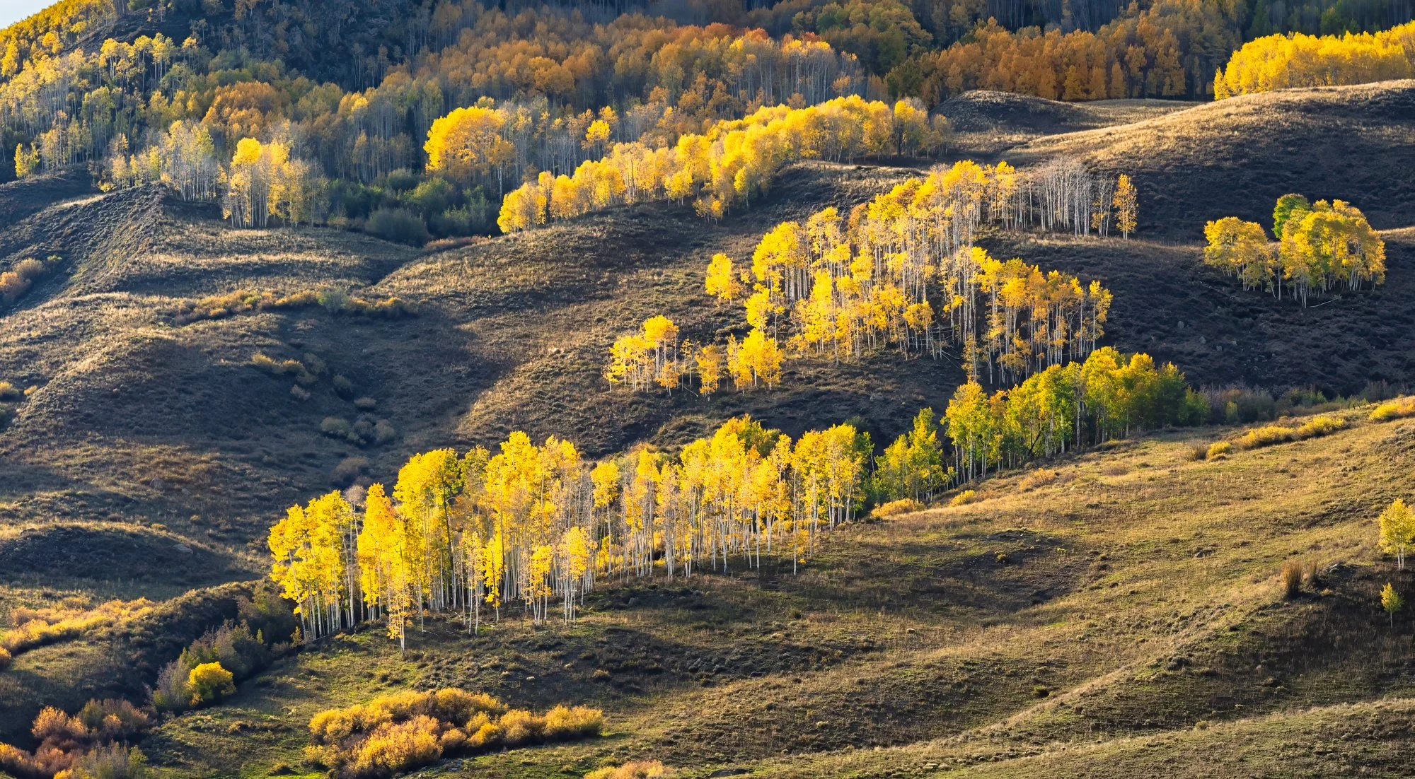 Hilly landscape with patches of yellow and green trees covering the slopes during autumn.