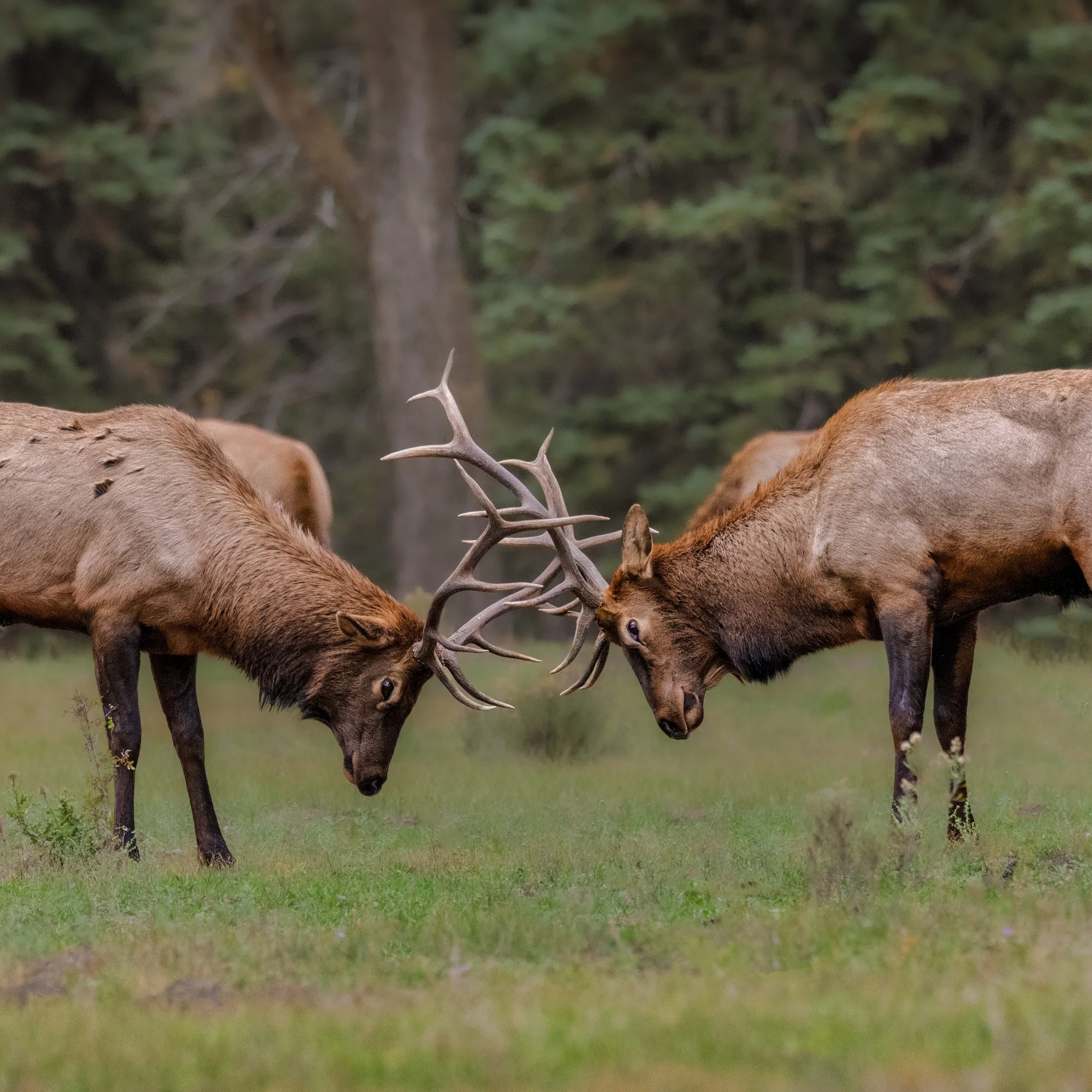 Two deer with antlers touching noses, standing on green grass in a forest, trees in the background.