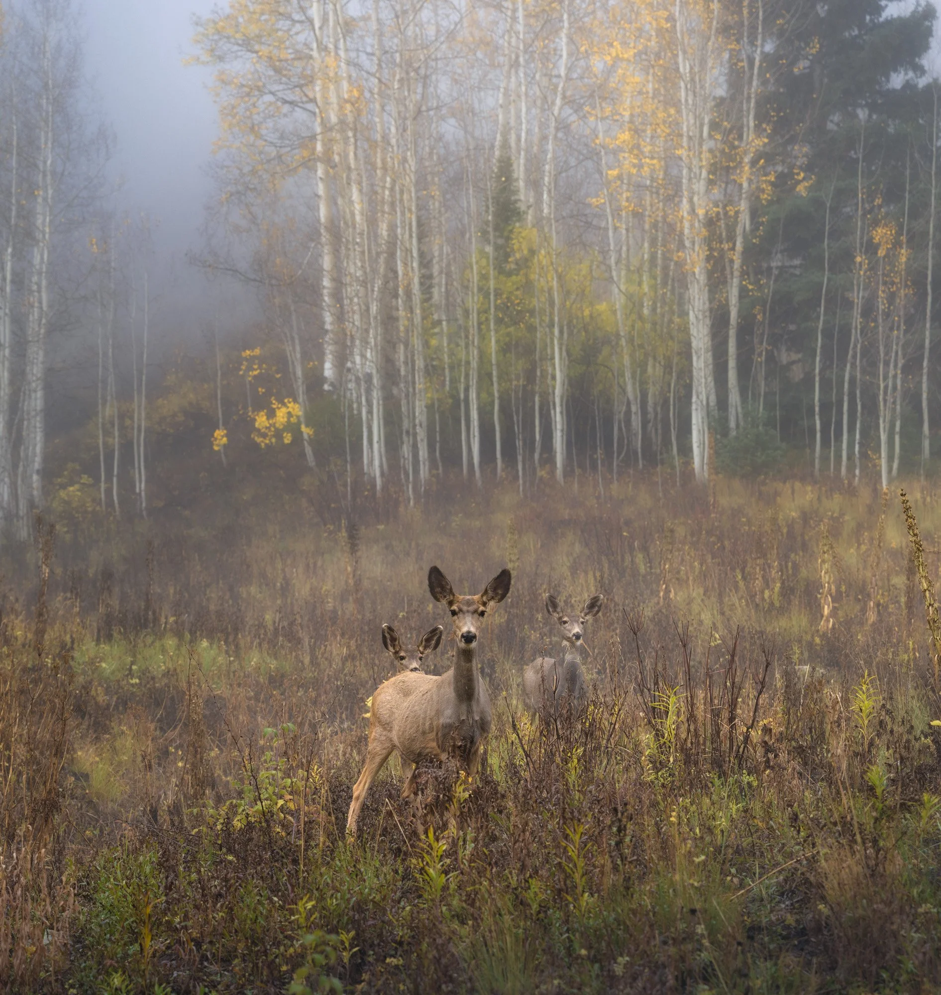 Two deer standing among tall grasses and plants in a foggy forest with yellow and green autumn leaves on the trees.