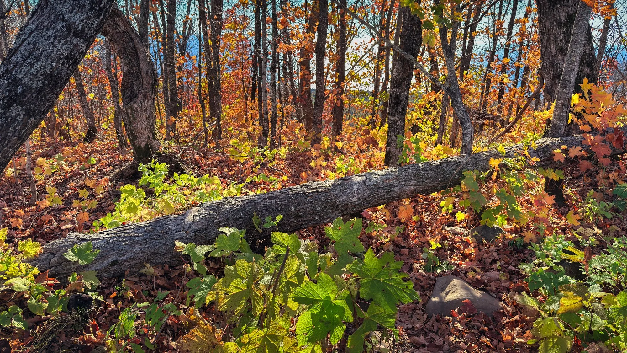 Autumn forest scene with fallen leaves, trees, and a fallen branch in the foreground.