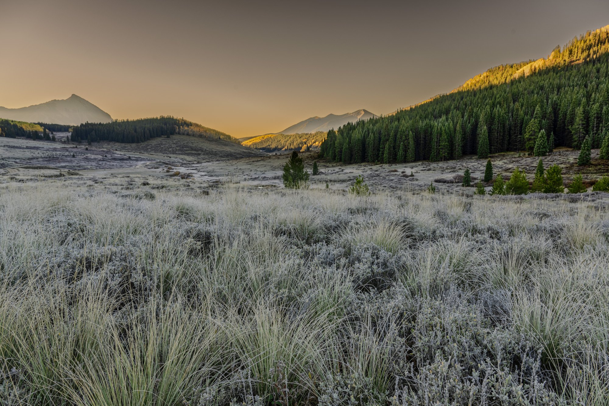 A panoramic view of a valley with frosty grasses in the foreground, dense green pine forests on rolling hills, mountains in the background, and a clear sky at sunrise or sunset.