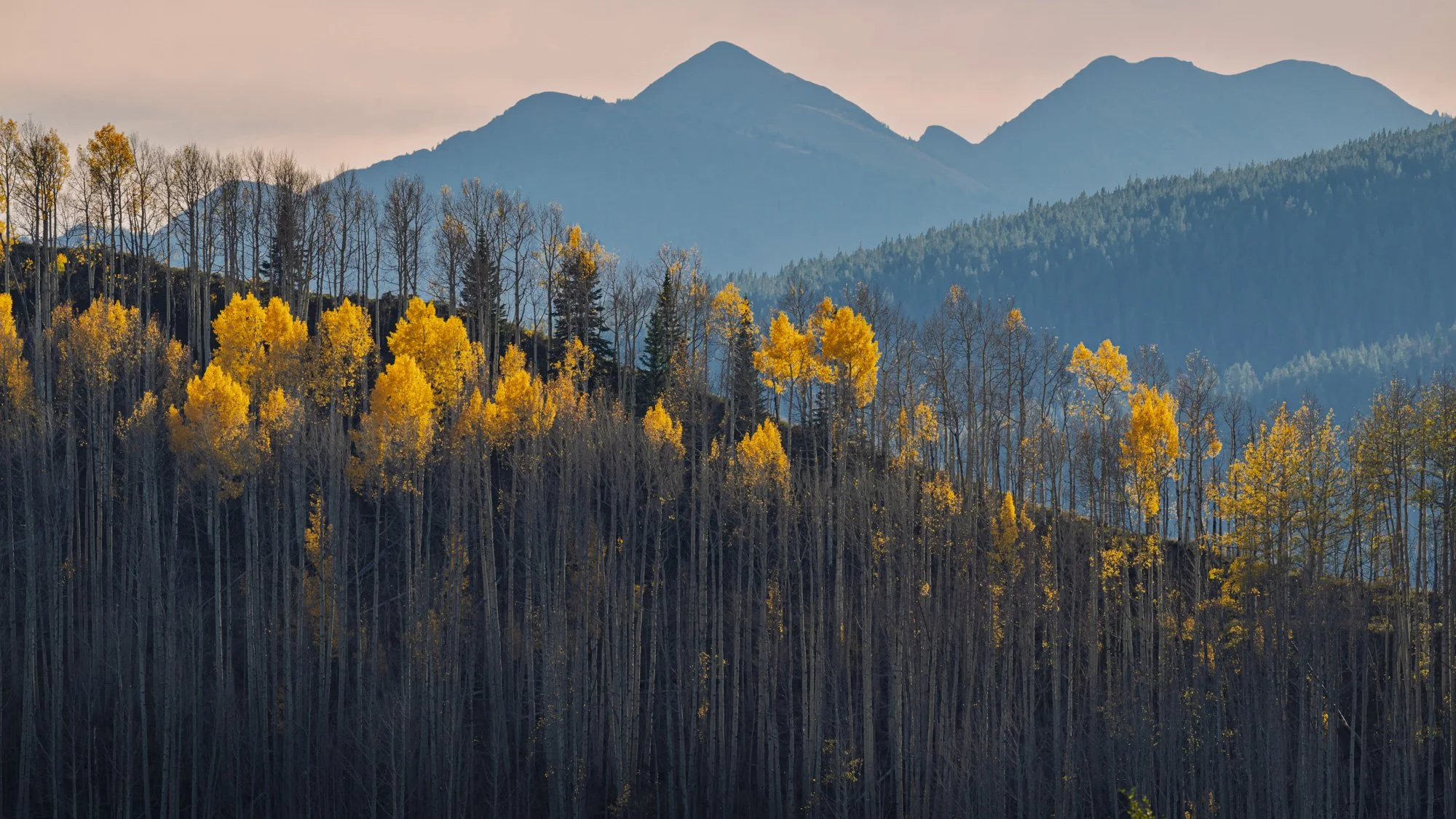 A scenic landscape with a forest of tall trees with yellow leaves in the foreground, blue mountains in the background, and a pale sky above.