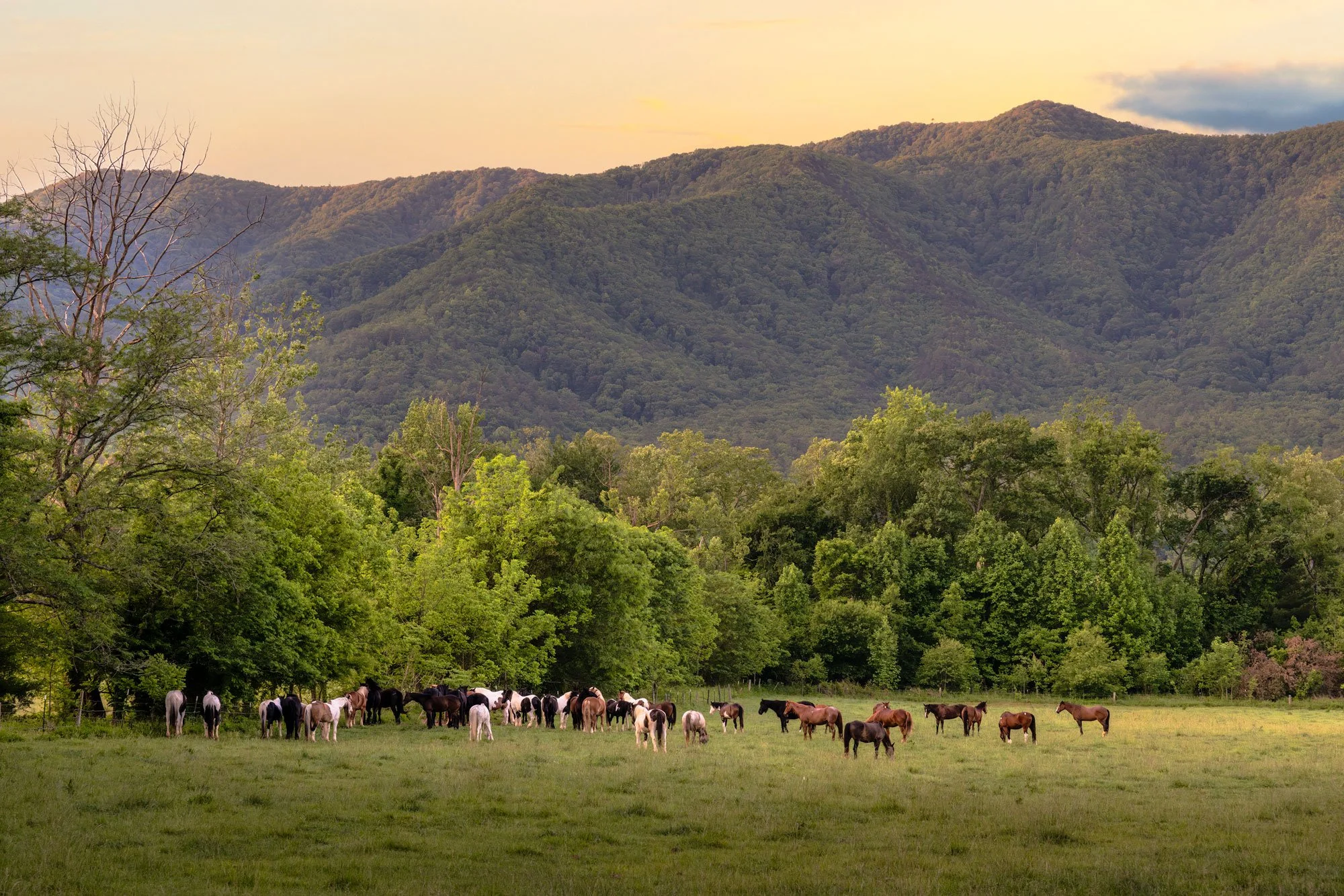 A herd of horses grazing in a lush green field with a dense forest and mountains in the background during sunset.