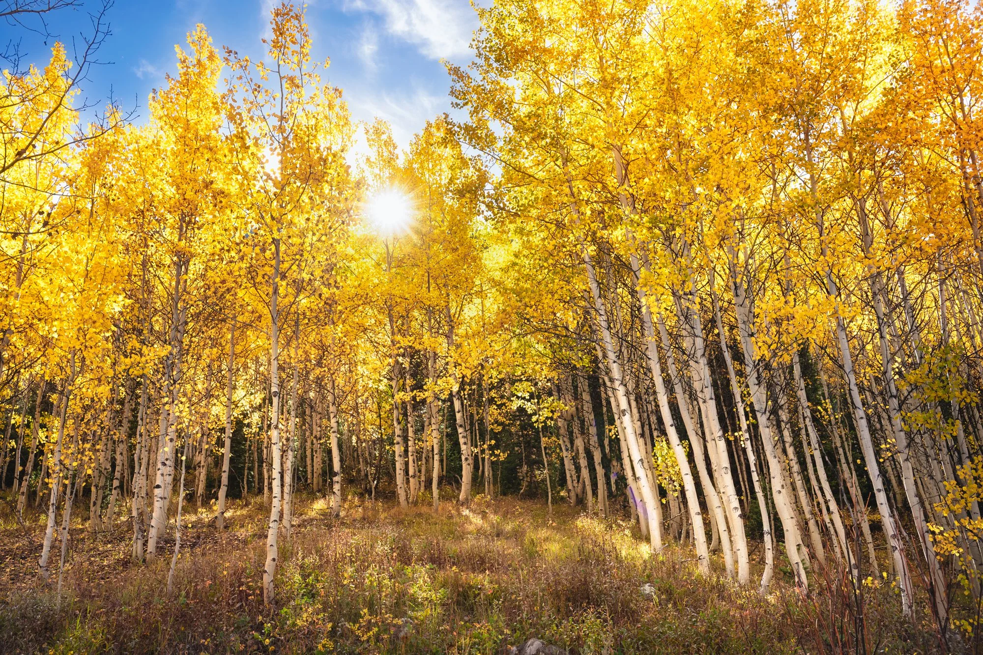 Sunlight shining through a forest of yellow autumn leaves on tall, slender trees with white bark, under a blue sky with some clouds.