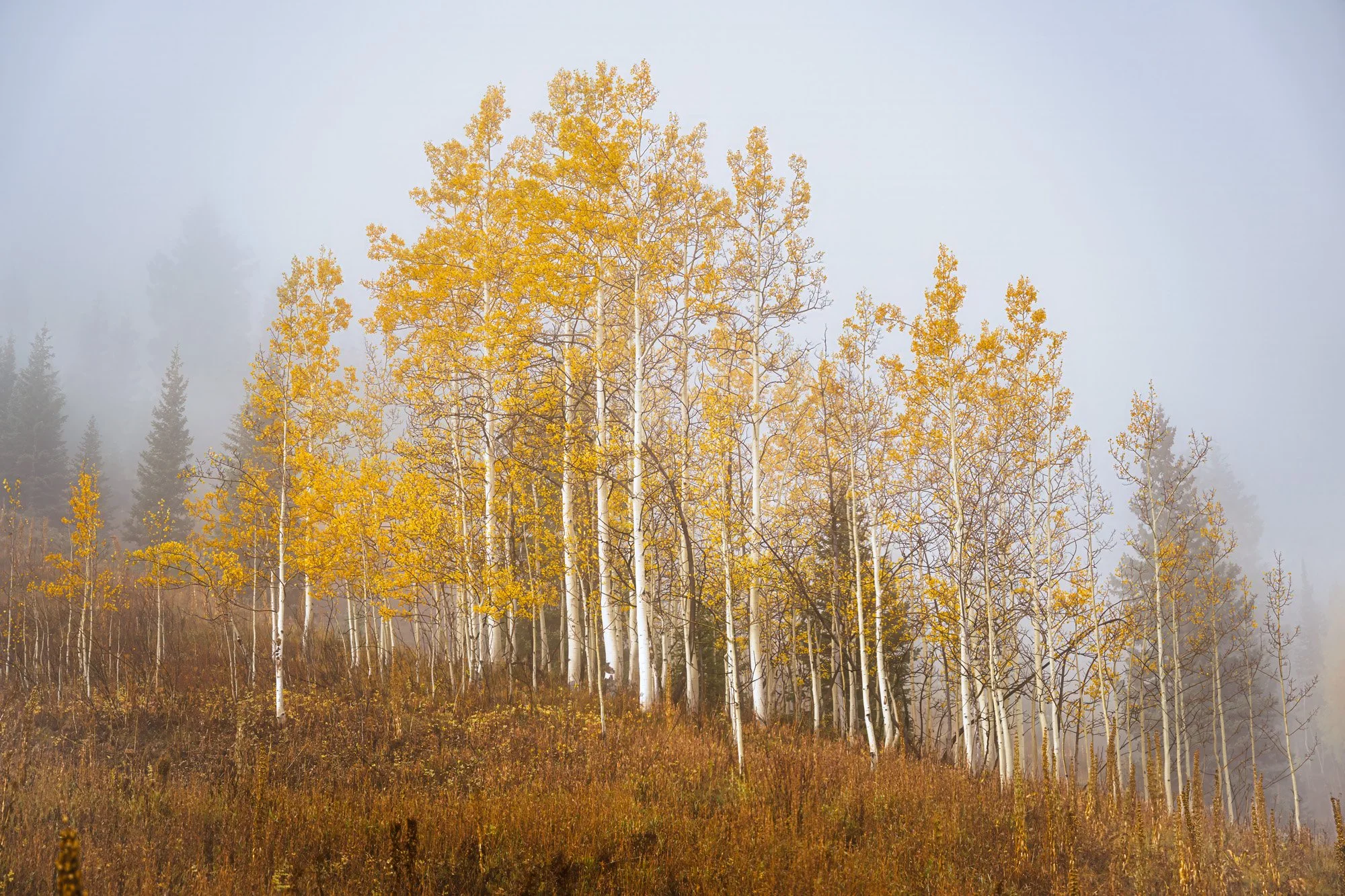Golden aspen trees with white trunks in a foggy forest landscape during fall.