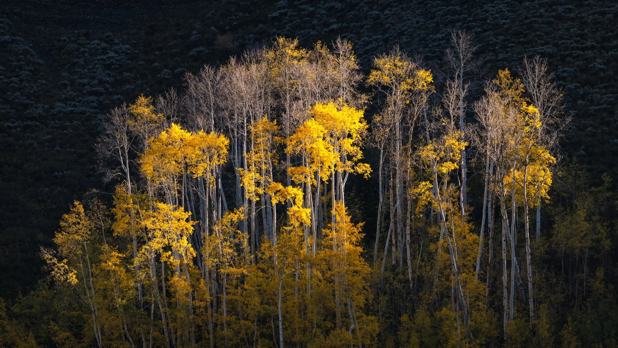 A forest of tall trees with yellow and green leaves, set against a dark, mountainous background.