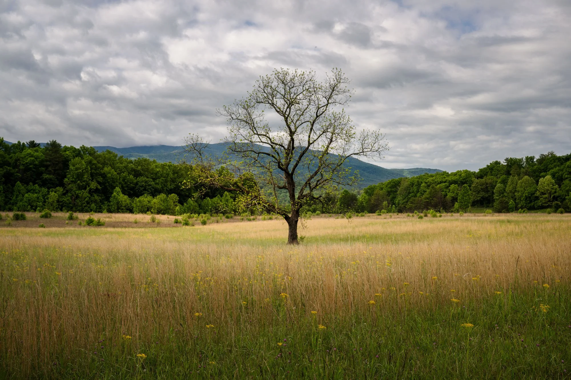 A solitary tree with sparse leaves stands in a grassy field, with dense green forest and mountains in the background under a cloudy sky.