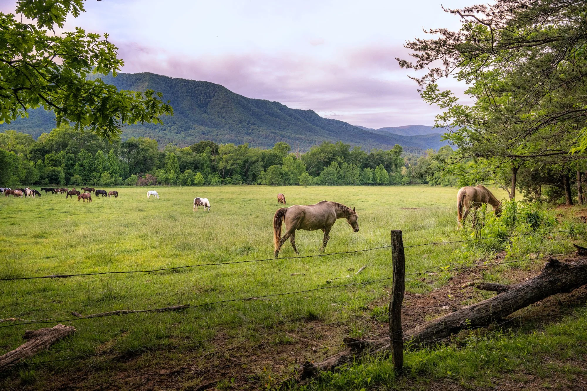 A scenic view of a green pasture with horses grazing, surrounded by trees and mountains in the background, under a partly cloudy sky.