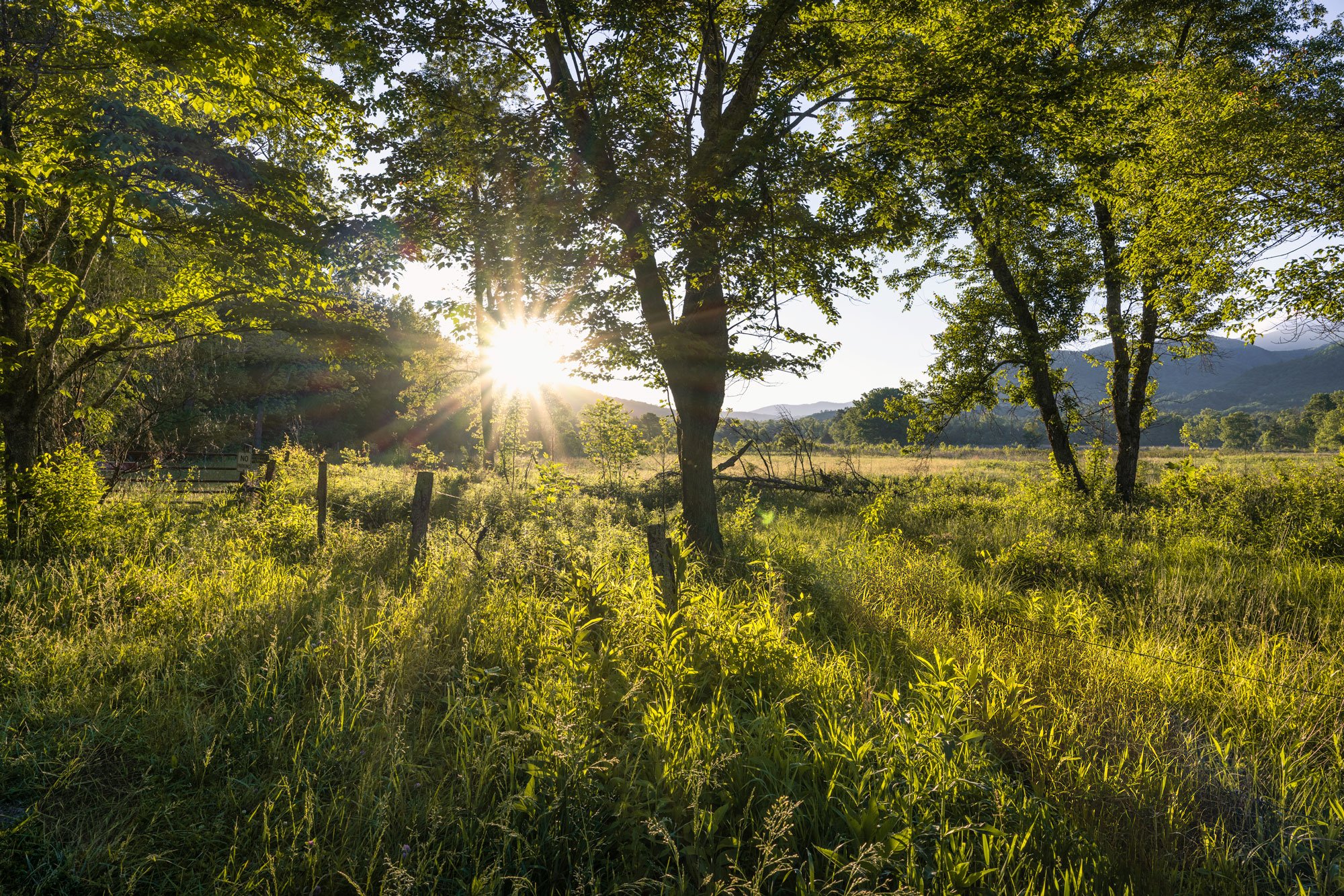 Sun shining through trees in a grassy field with mountains in the background.