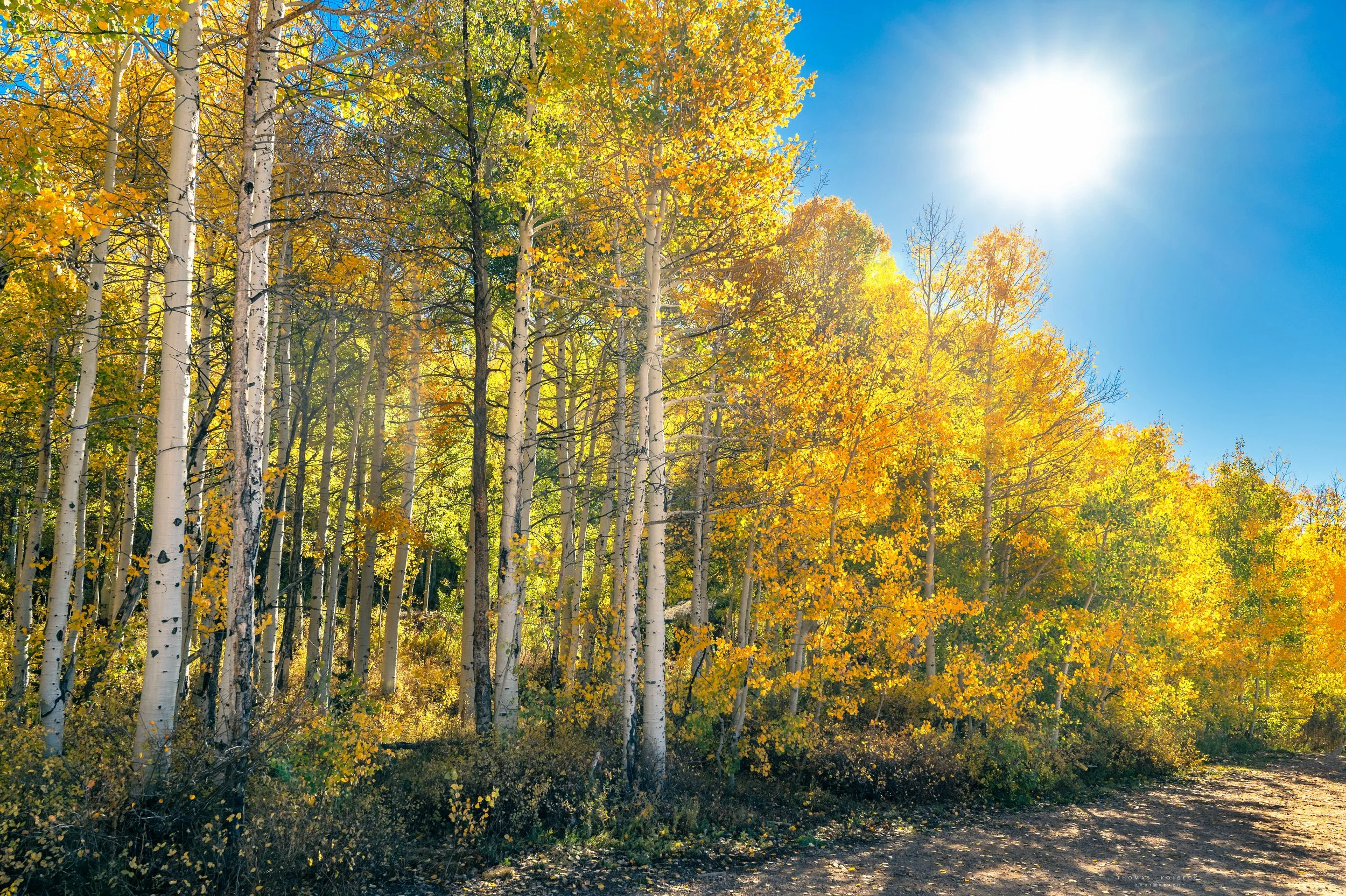 Sunny autumn forest with white-barked trees and yellow and orange leaves on a clear blue sky day.