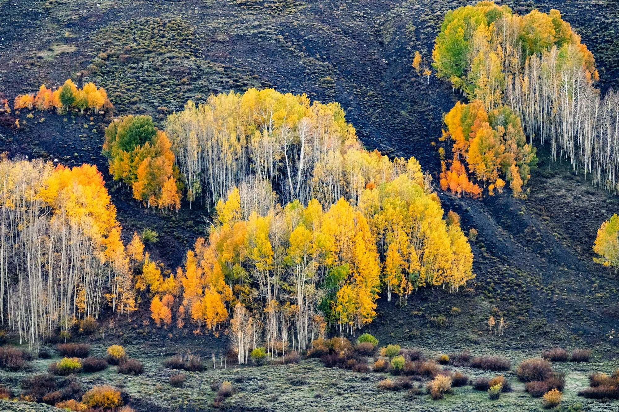 Colorful autumn trees on a hillside with patches of dark volcanic soil or rocks.