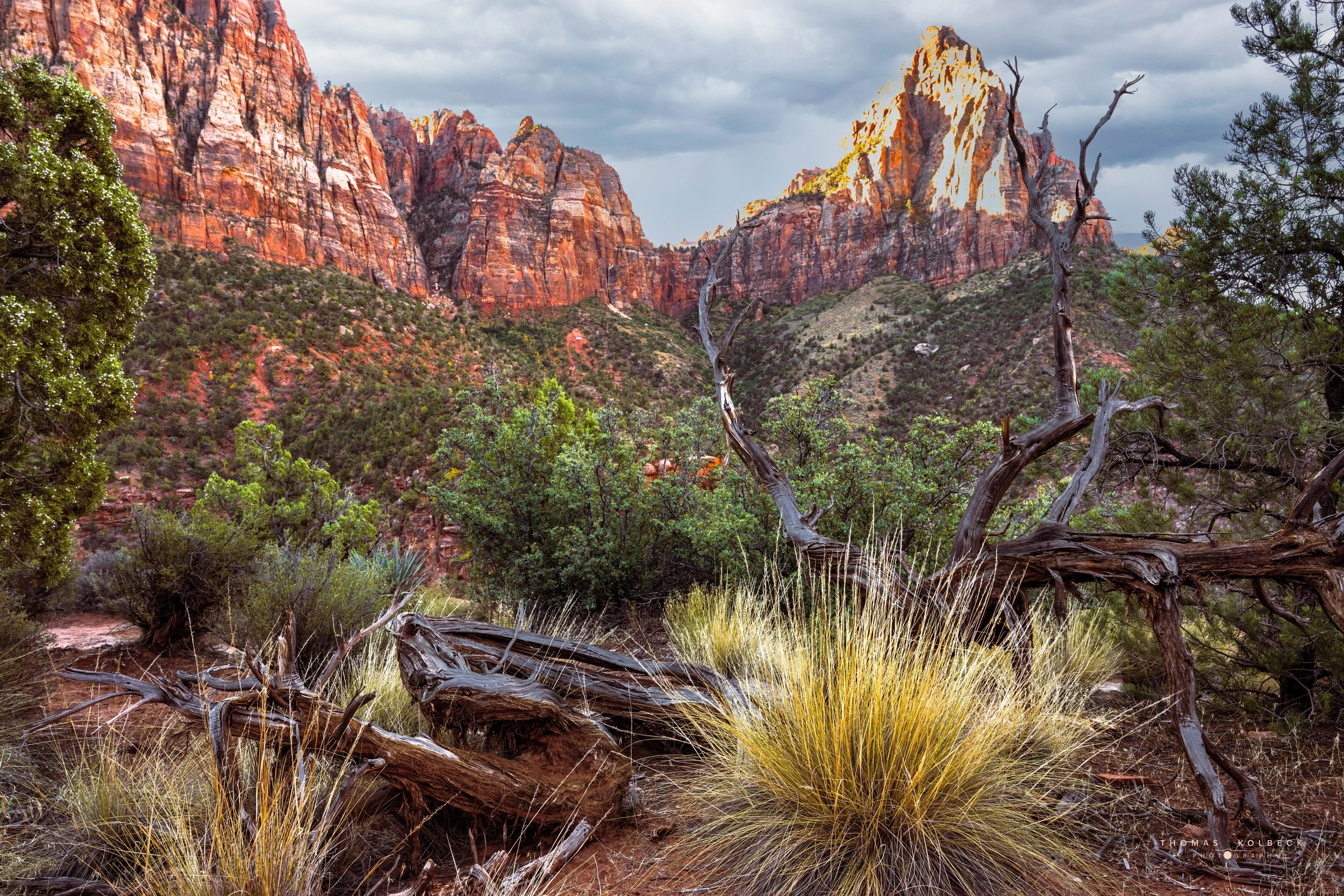 A desert landscape with rugged red rock formations, green bushes, and dry grass in the foreground. There are twisted, dead trees and a cloudy sky above.