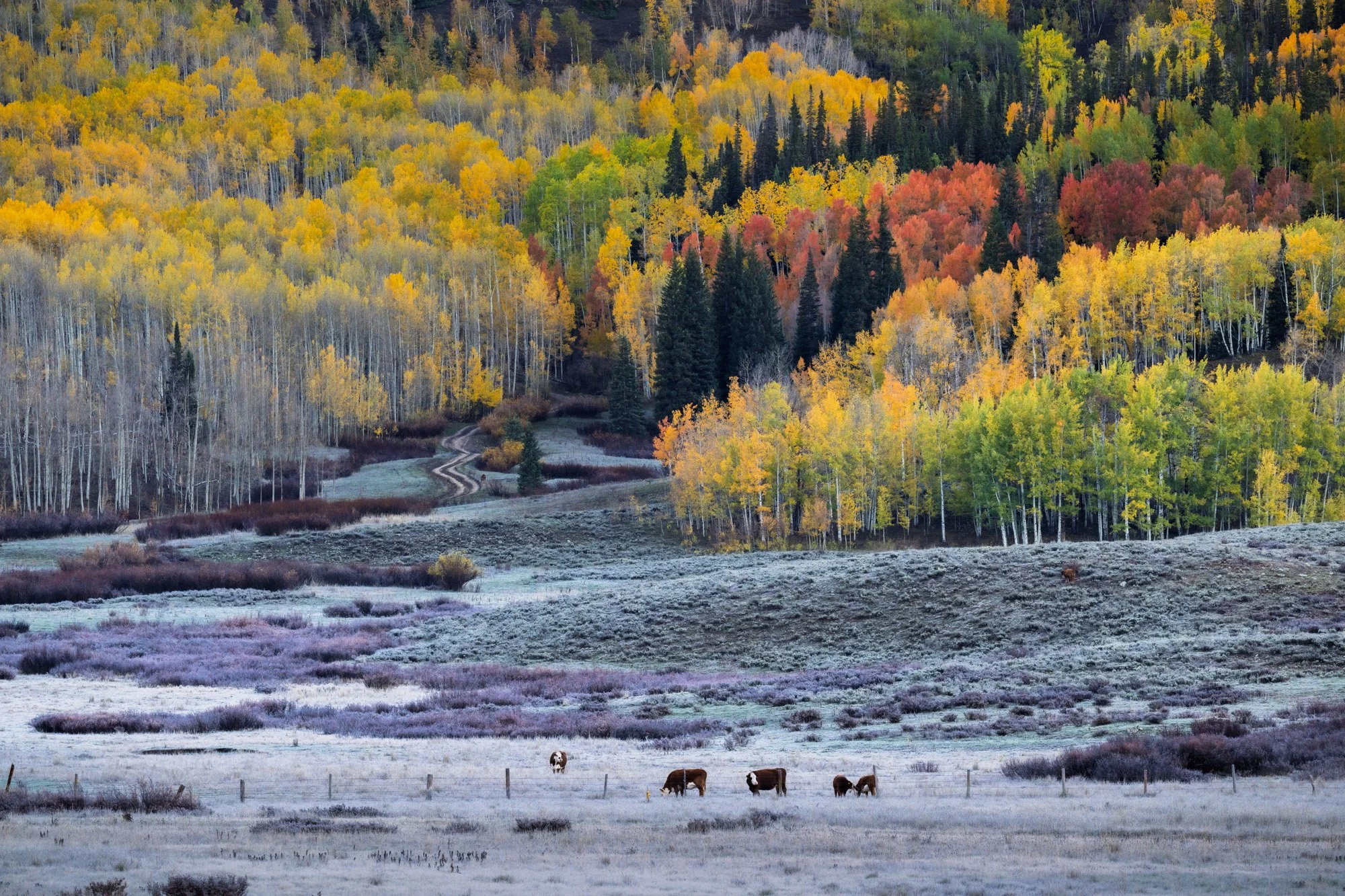 Autumn landscape with colorful trees on a hillside, a winding dirt path, frosted grass and cows grazing in a meadow in the foreground.