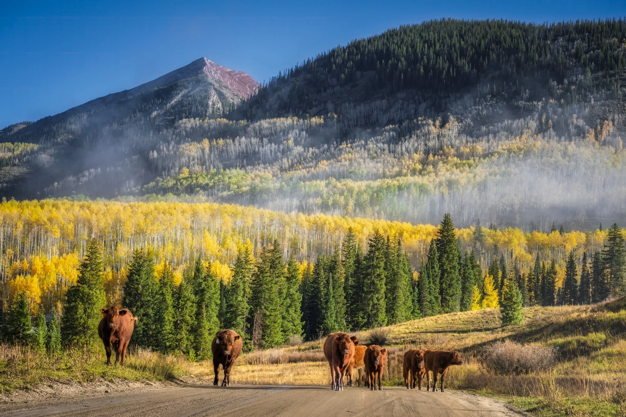 Cows grazing on a rural dirt road with a forested mountain in the background, clouds of dust or fog near the trees, and a blue sky overhead.