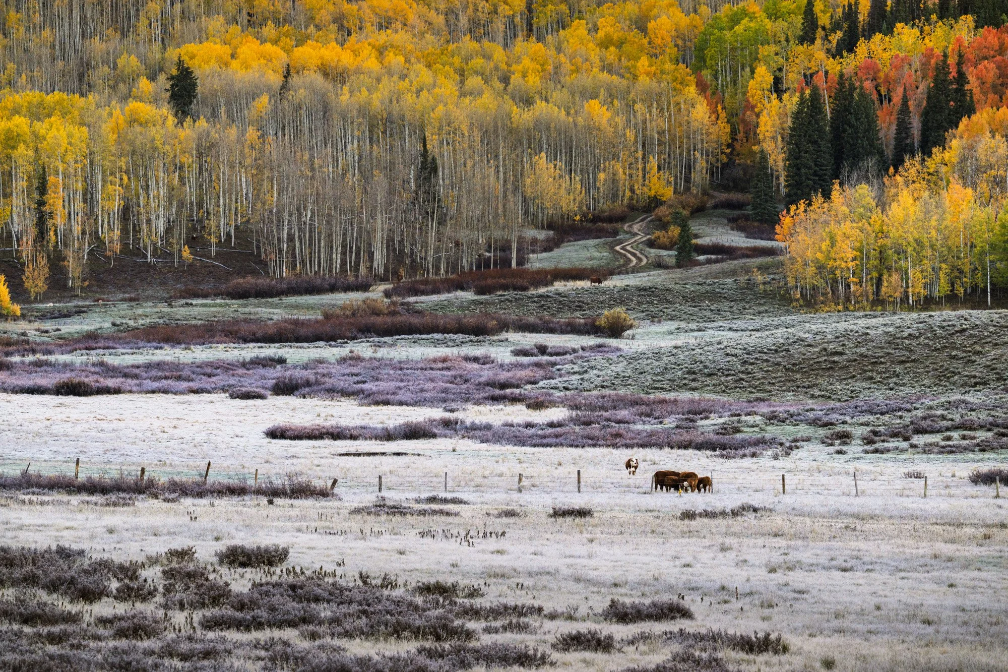 A scenic landscape of an autumnal forest with tall trees in yellow, orange, and green, a dirt trail winding through the forest, and a grassy field with cows grazing.