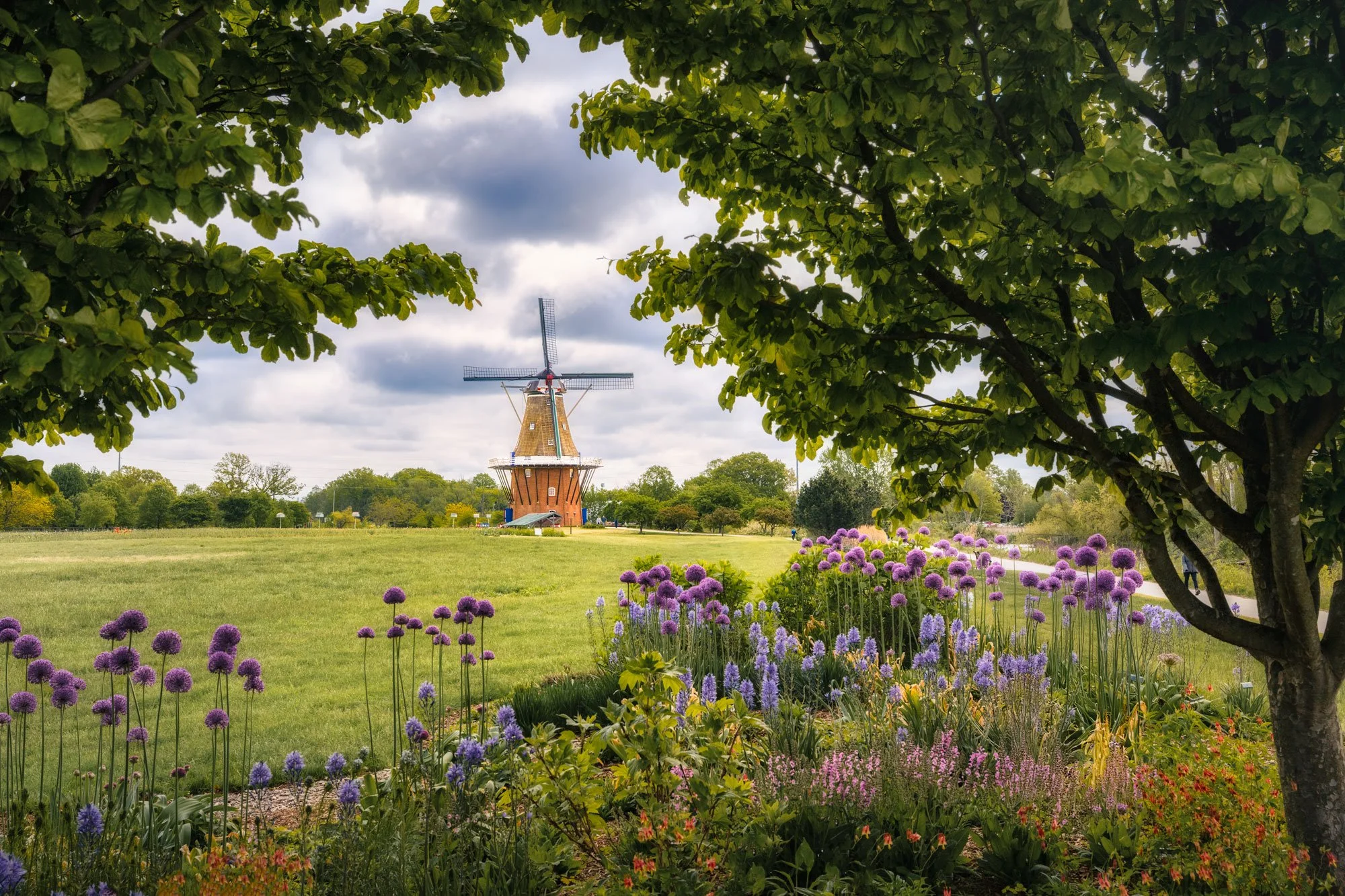 A park scene with vibrant purple flowers, green grass, trees, and a traditional Dutch-style windmill in the background under a partly cloudy sky.