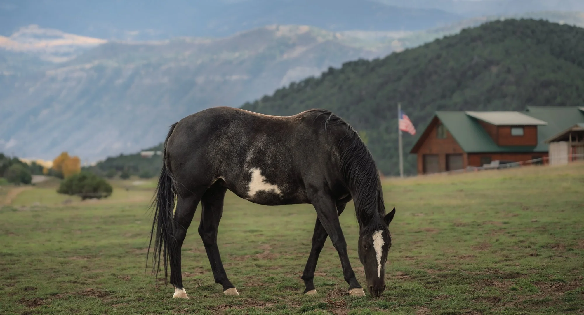 A black and white horse grazing on green grass in a rural area with houses and mountains in the background.