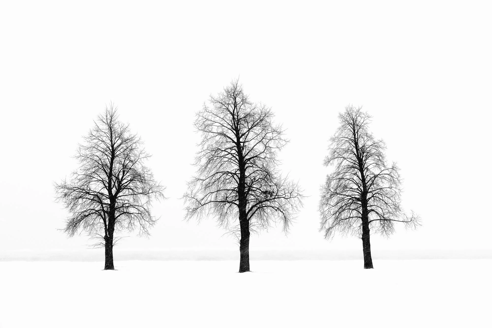 Three leafless trees in a snowy landscape under a white sky.