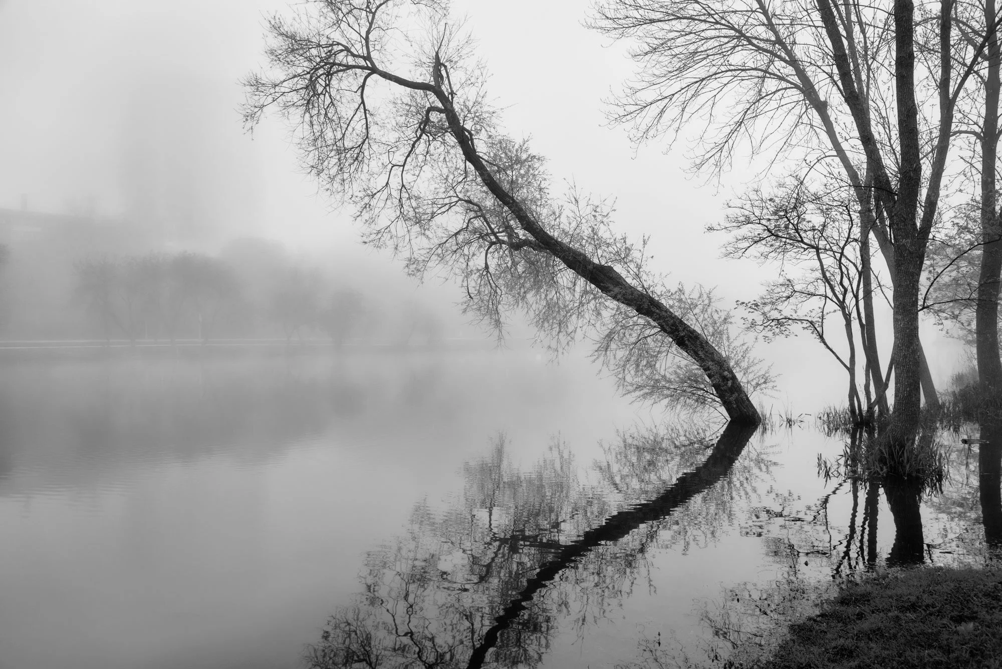 Black and white photo of a foggy lake with bare trees, including a leaning tree extending over the water, and its reflection.