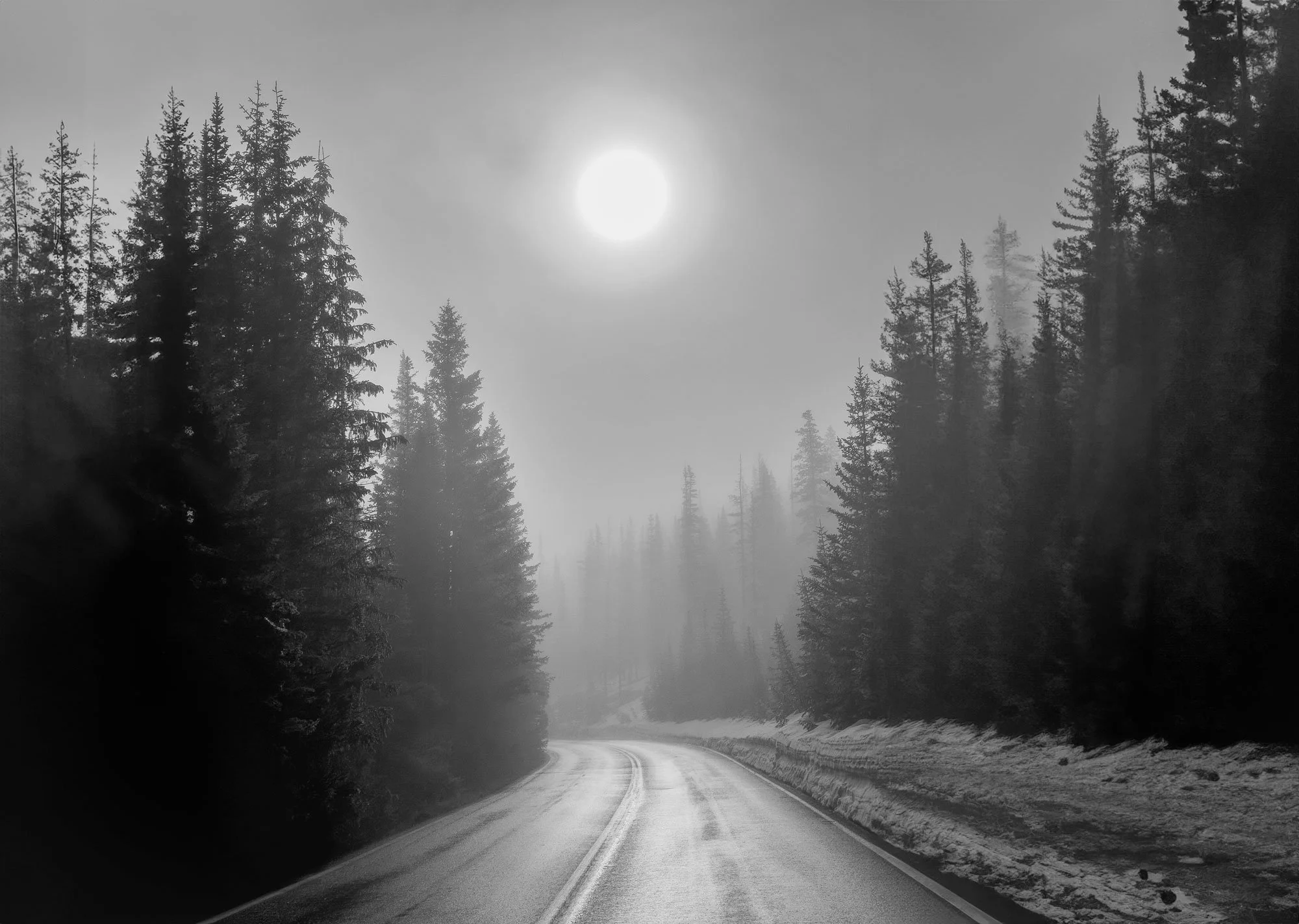 A black and white photograph of a winding road through a dense forest of tall pine trees, with snow on the ground and fog in the background, under a bright sun.