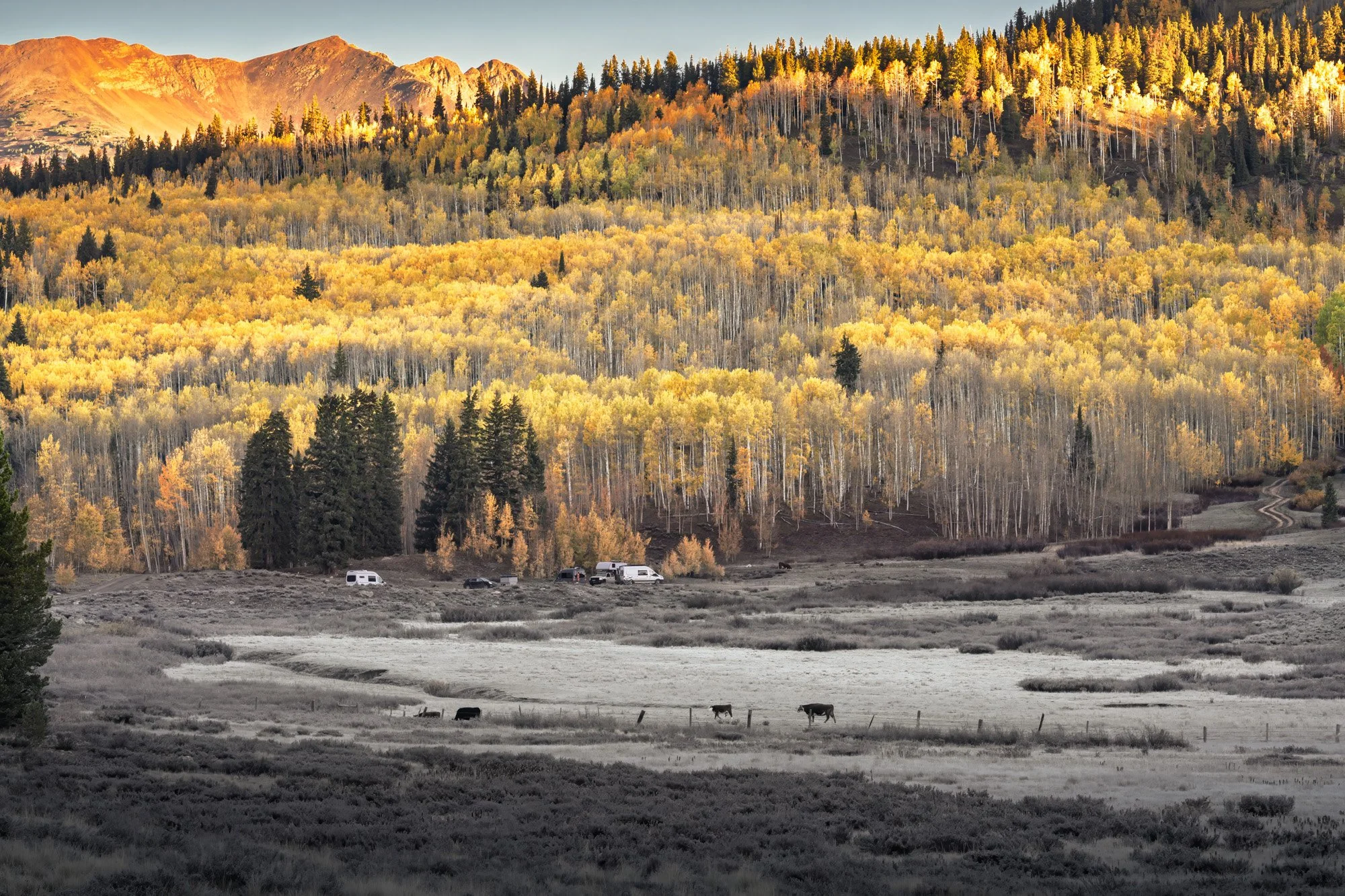 Scenic view of a mountain landscape during autumn with yellow and green trees, a dirt road, and grazing cattle in the foreground.