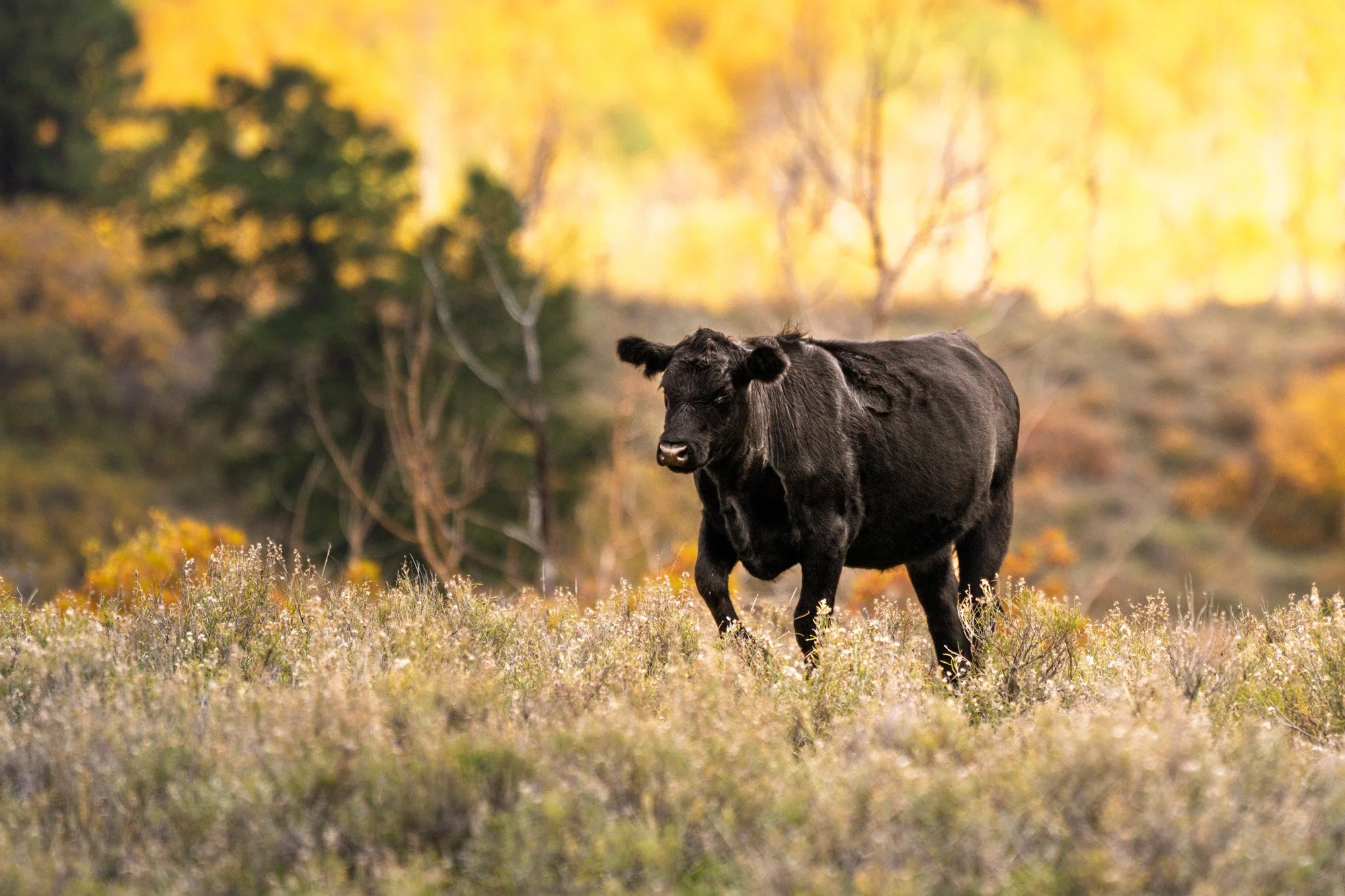 A black calf standing in a grassy field during autumn with trees in the background.