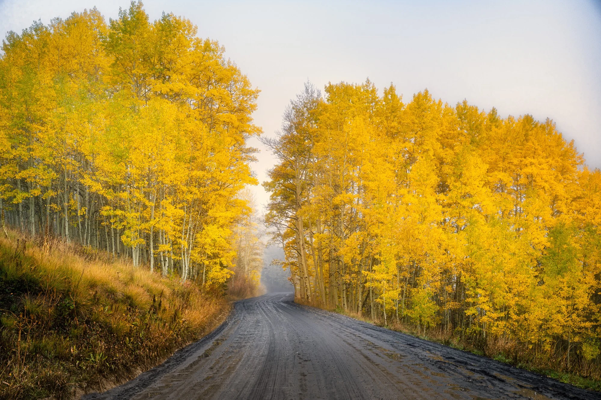 A dirt road curves through a forest of tall trees with bright yellow autumn leaves, some with green leaves, and a foggy sky in the background.