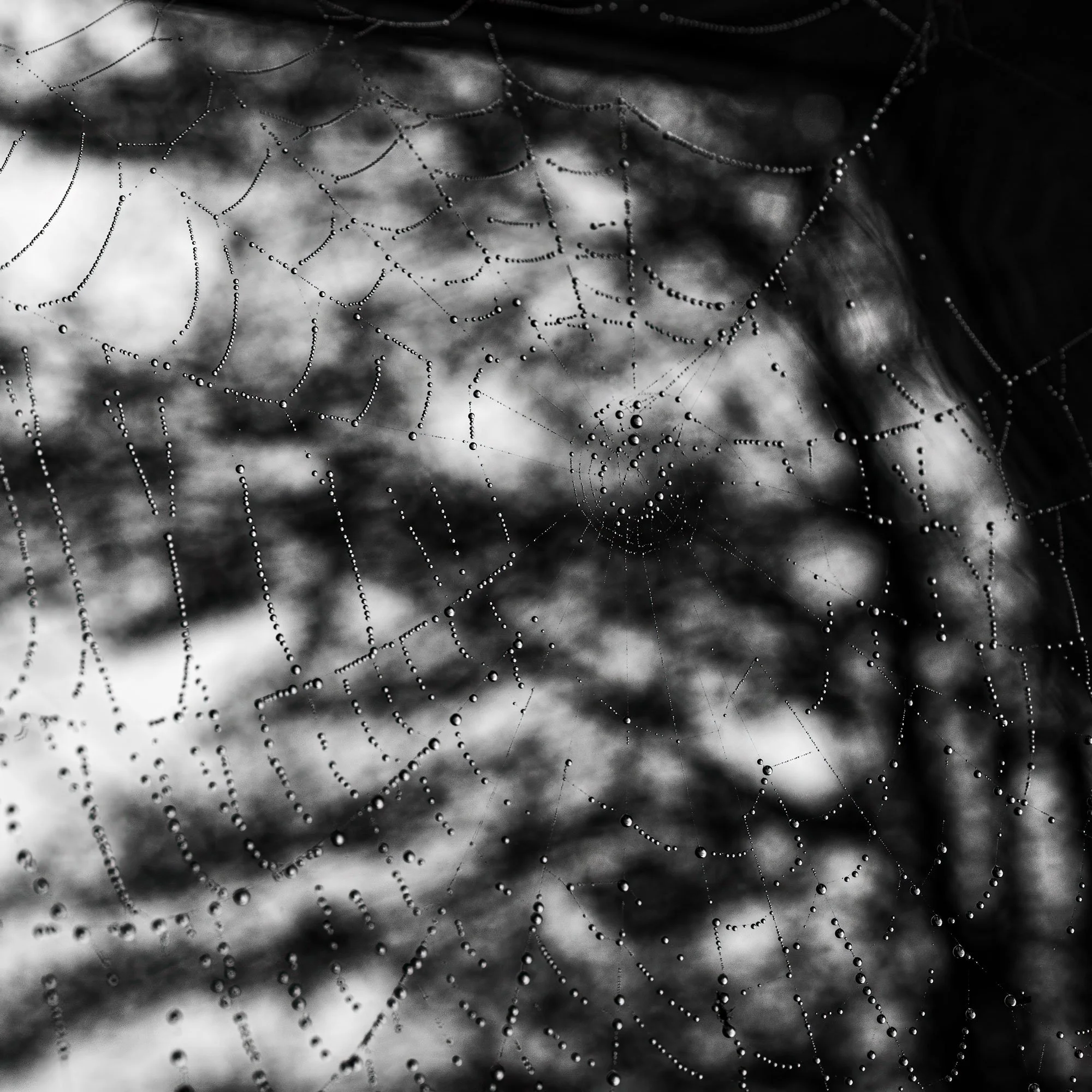 Close-up of a spider web with dew drops, in black and white.