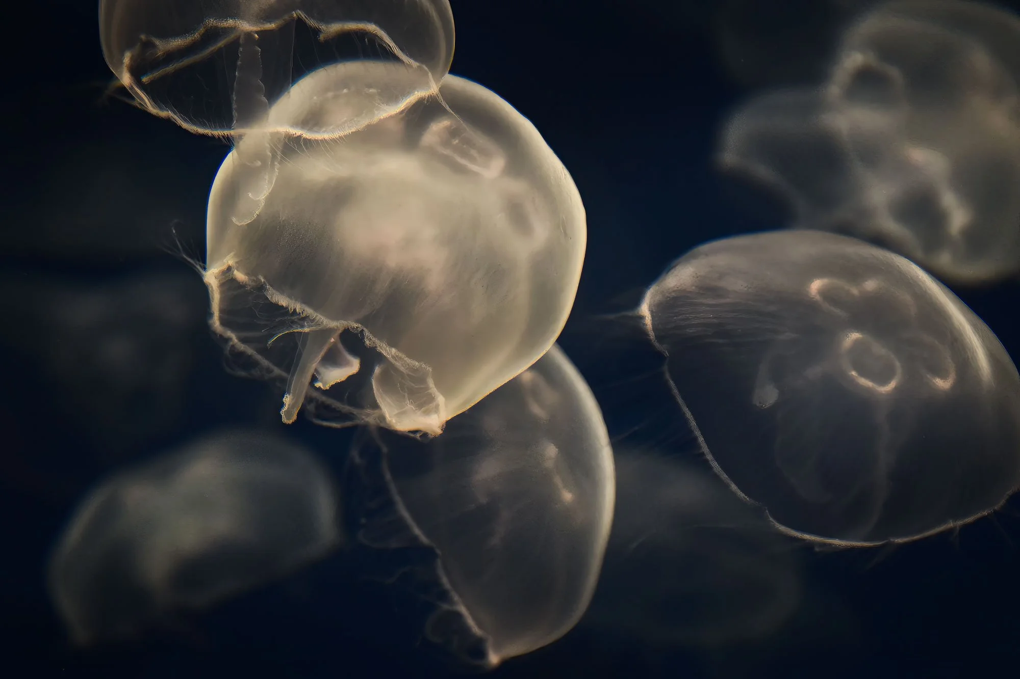 Group of transparent jellyfish swimming in dark water.