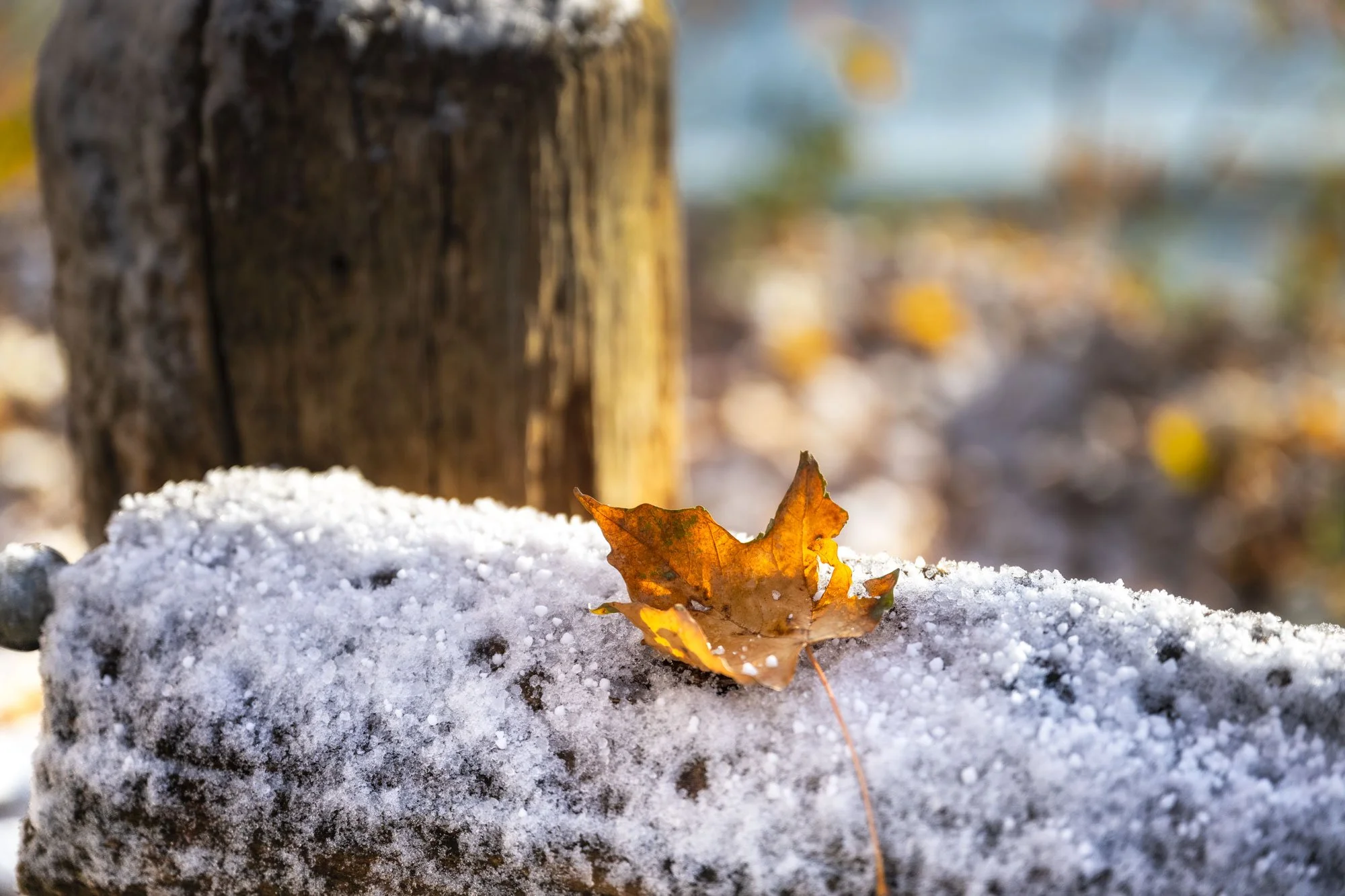 An orange-brown autumn leaf resting on snow near a wooden post, with blurred colorful background.