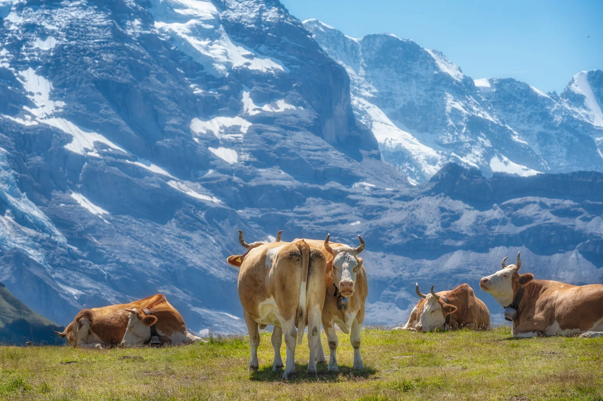 A group of cows resting and standing on a grassy field with snow-capped mountains in the background under a clear blue sky.