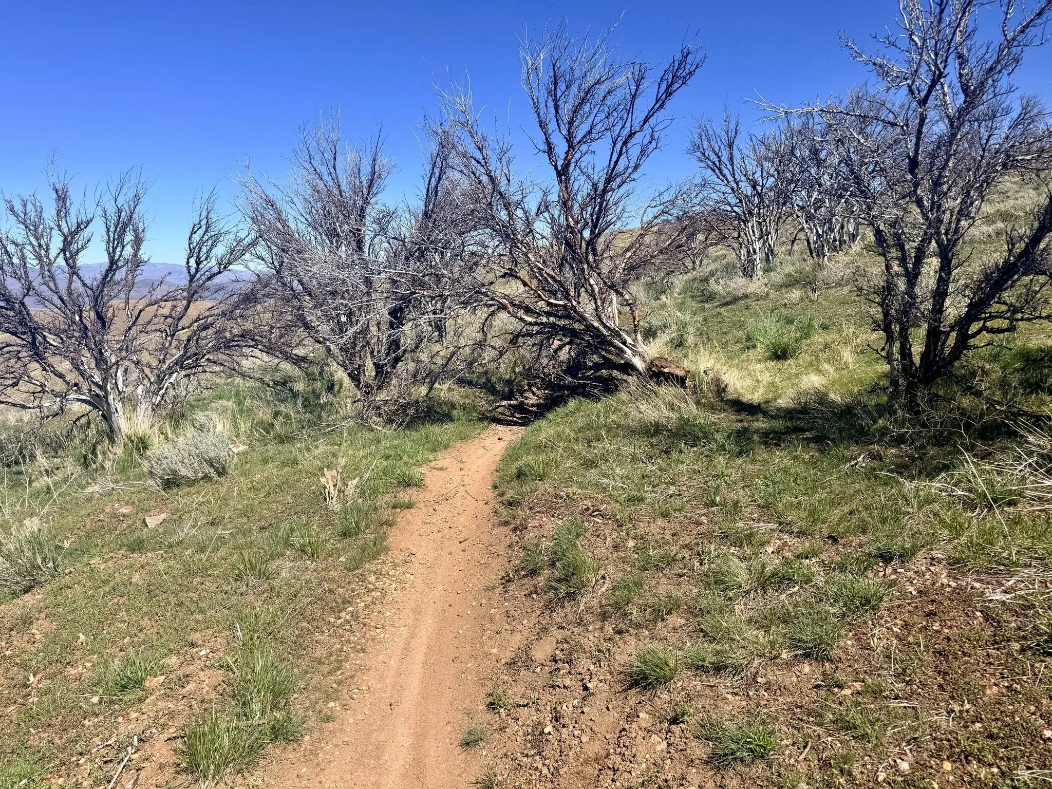 On Friday, the BLTS received this photo of a tree down across the Mahogany Forest Trail. We were excited, as one doesn't get many opportunities to use a chain saw on Peavine. Went up Sunday to cut it up and some folks had already moved it out of the 