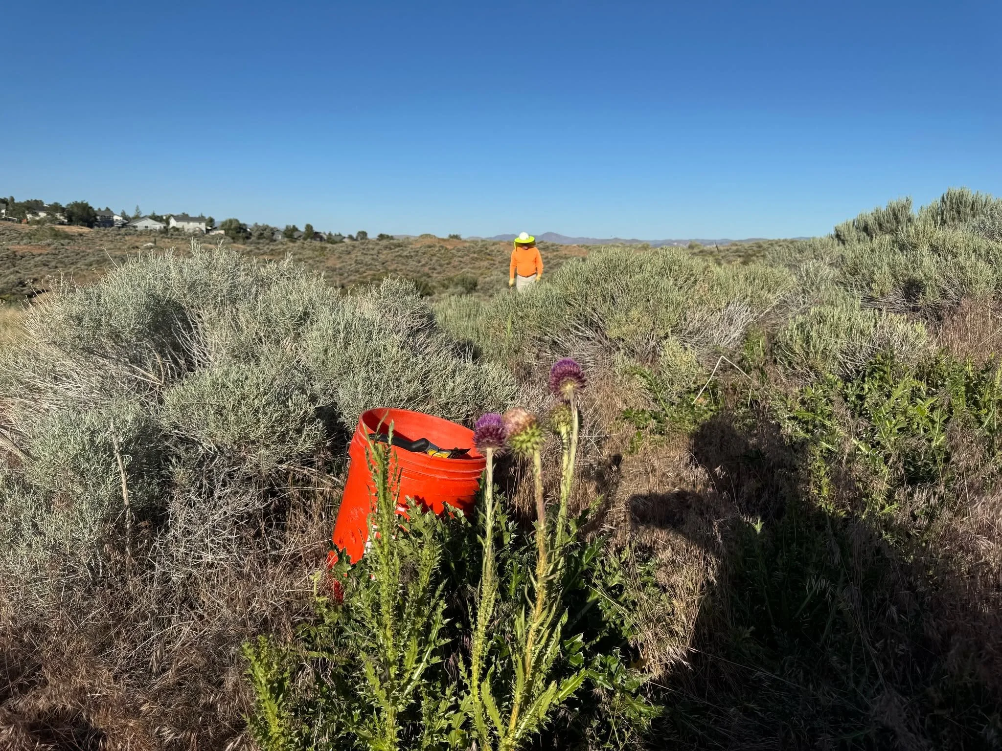 Had an Army of three Thistle Wackers Wednesday evening to take a bite out of the invasive thistles at Sierra Vista Park. Going on four years battling the issue and making good progress. But thistle can live in the soil for up to 10 years before sprou
