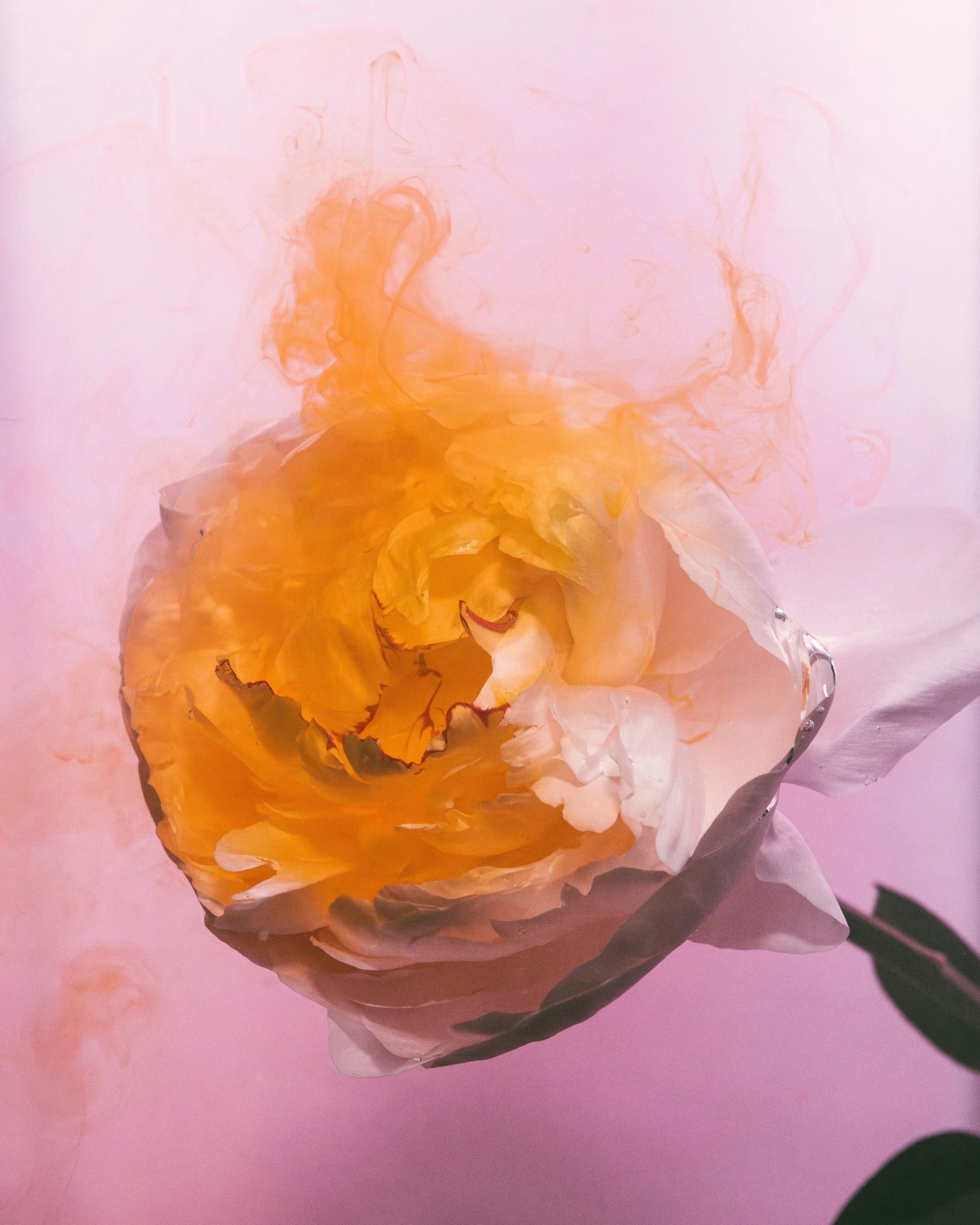 flower ink-150-Verbessert-RR.jpg