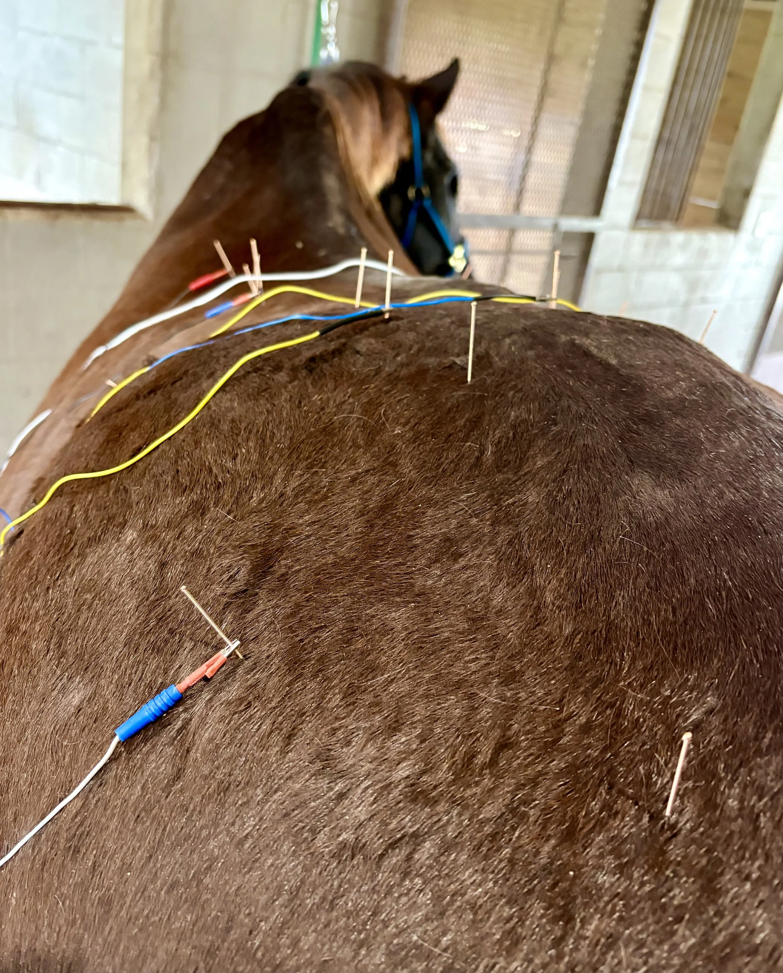 A person with a light skin tone gently touches the forehead of a light brown horse with a flowing white mane, in an outdoor setting during sunset, with a blurred wooden fence in the background.