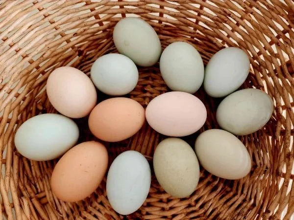 Farm Fresh Eggs