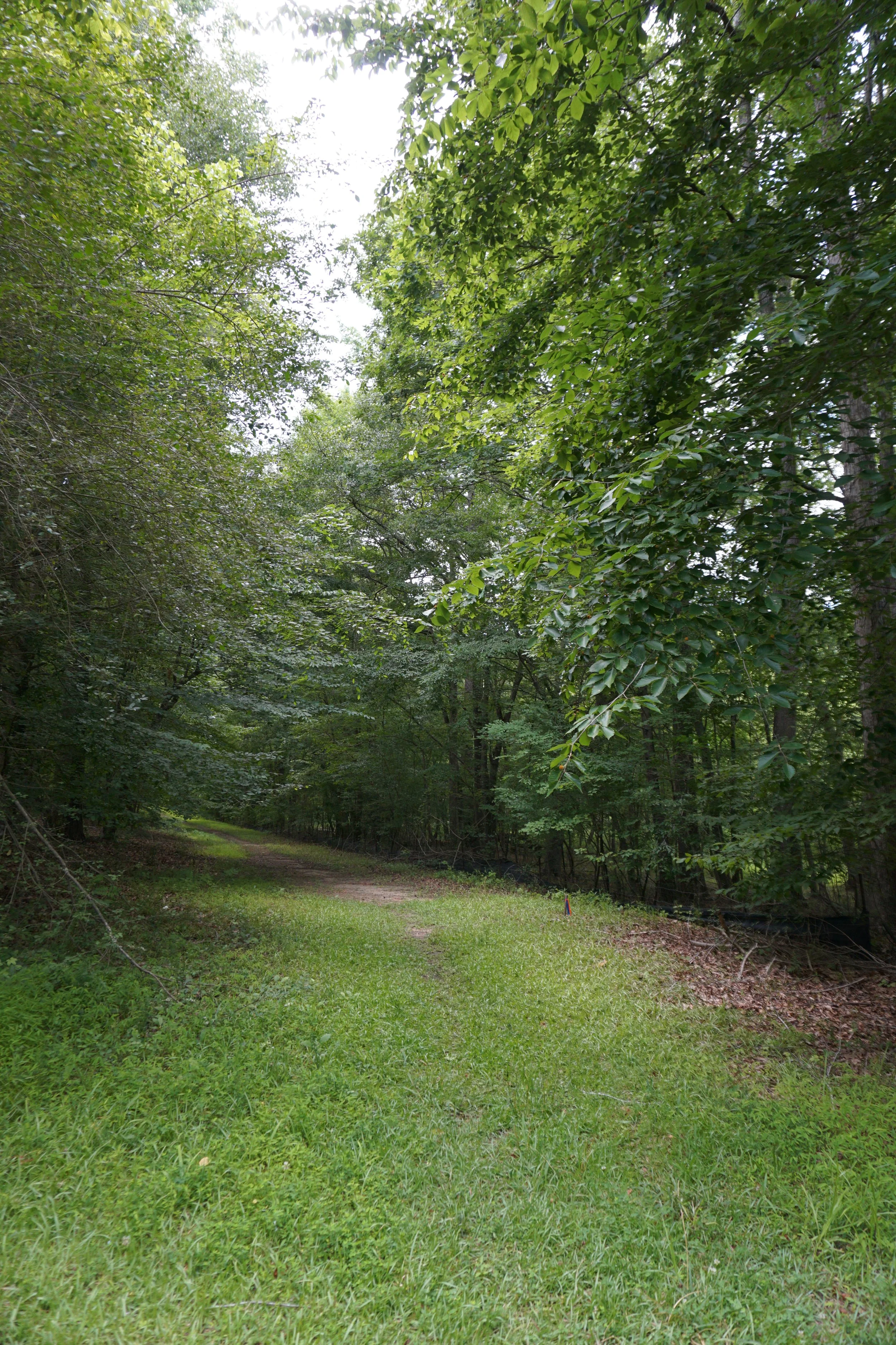 A dirt path curves through a lush green forest with dense trees and leaves overhead.