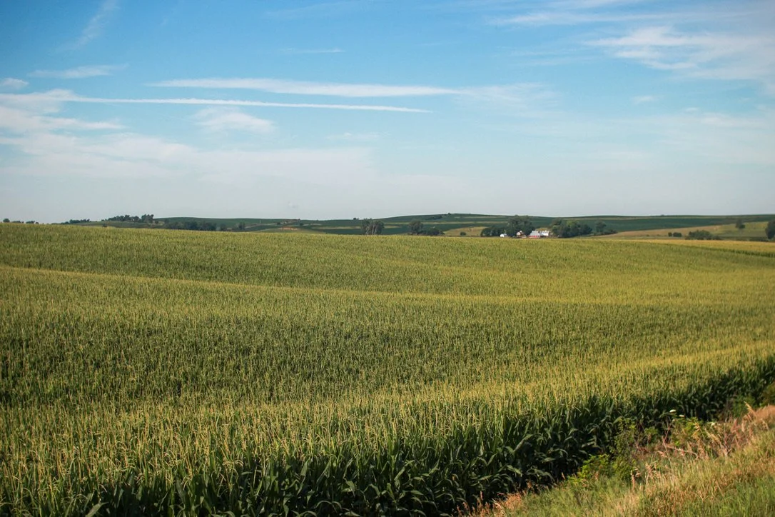 Open farmland with green crops under a blue sky with wispy clouds