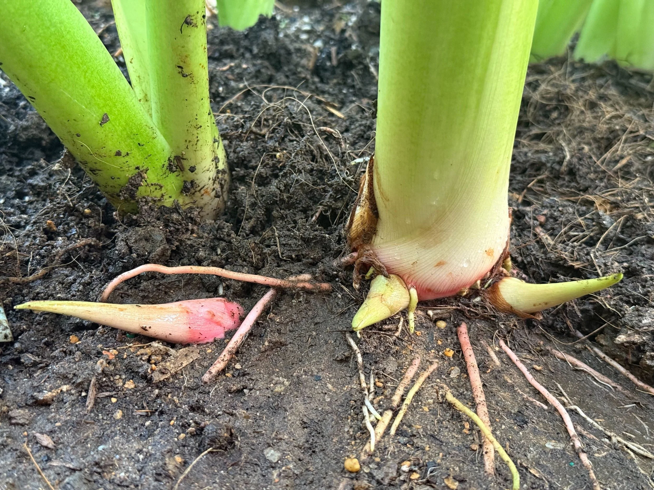 Close-up of onion plants growing in soil, showing their bulbs and roots.
