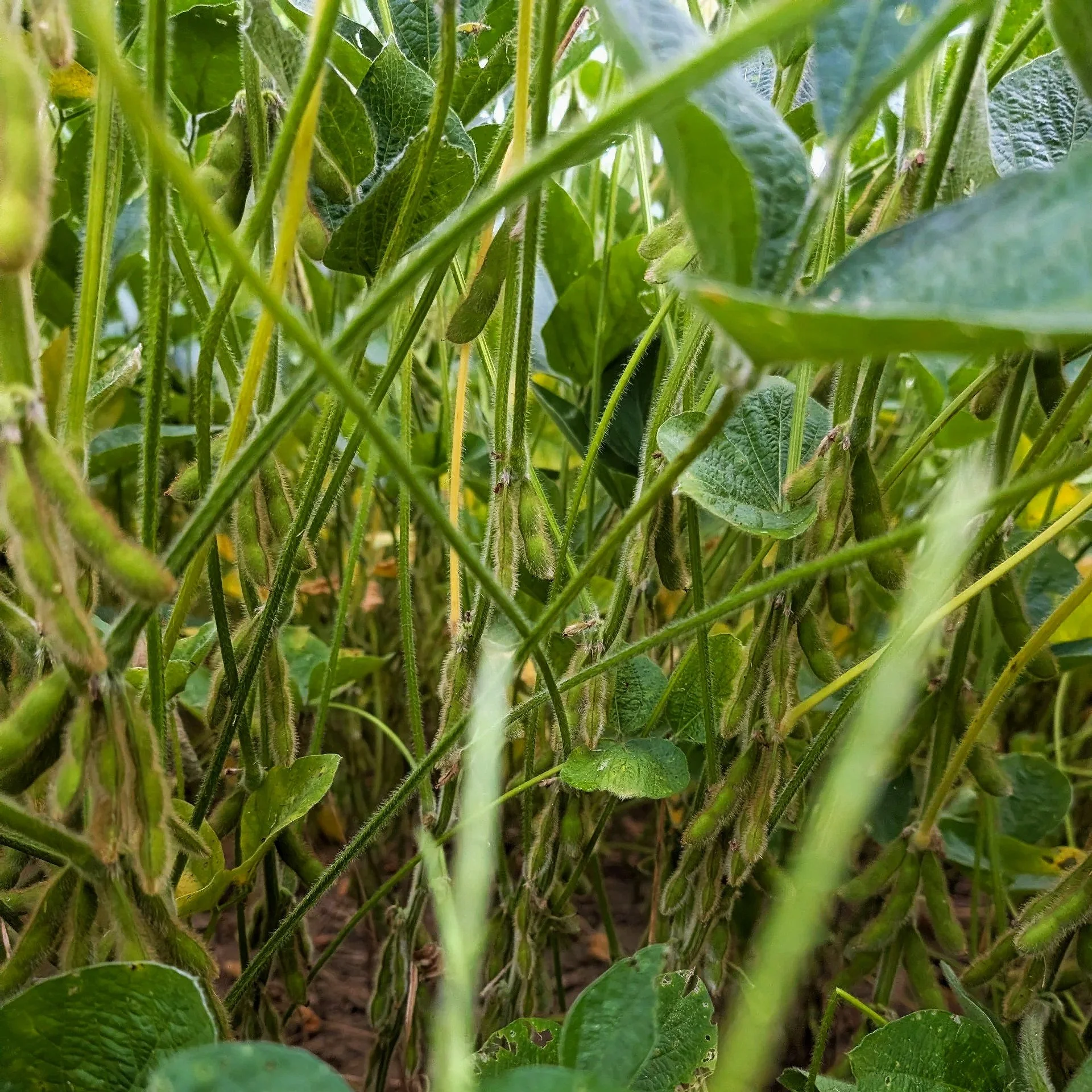Close-up of green soybean plants with pods growing on the stems and leaves.