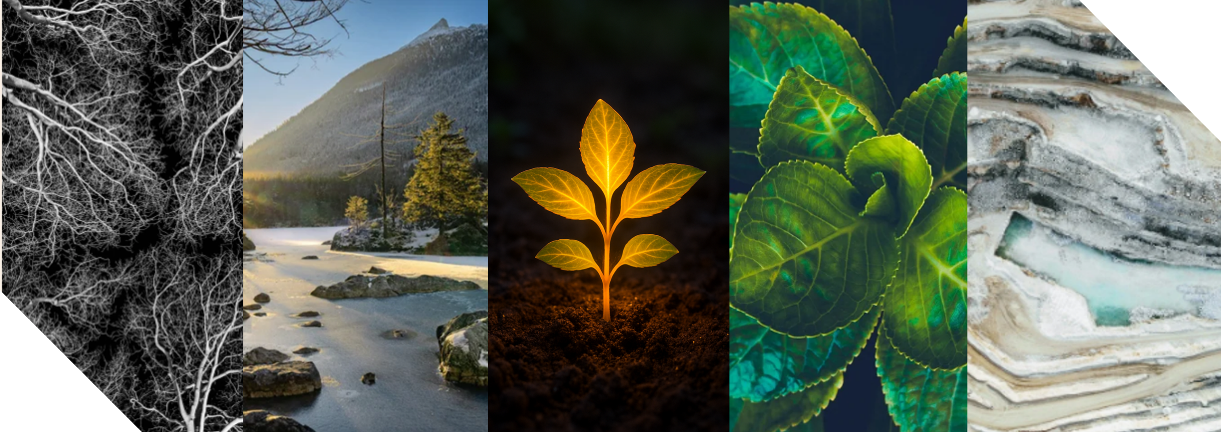 A collage of six images showing different natural scenes and elements, including black and white leafless tree branches, a snowy mountain landscape with trees and rocks, a glowing plant seedling with golden leaves, vibrant green leaves, and layered mineral or rock formations.