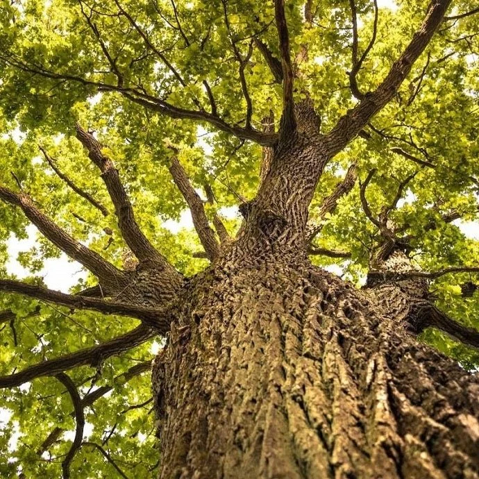 Spring Wood Workshop