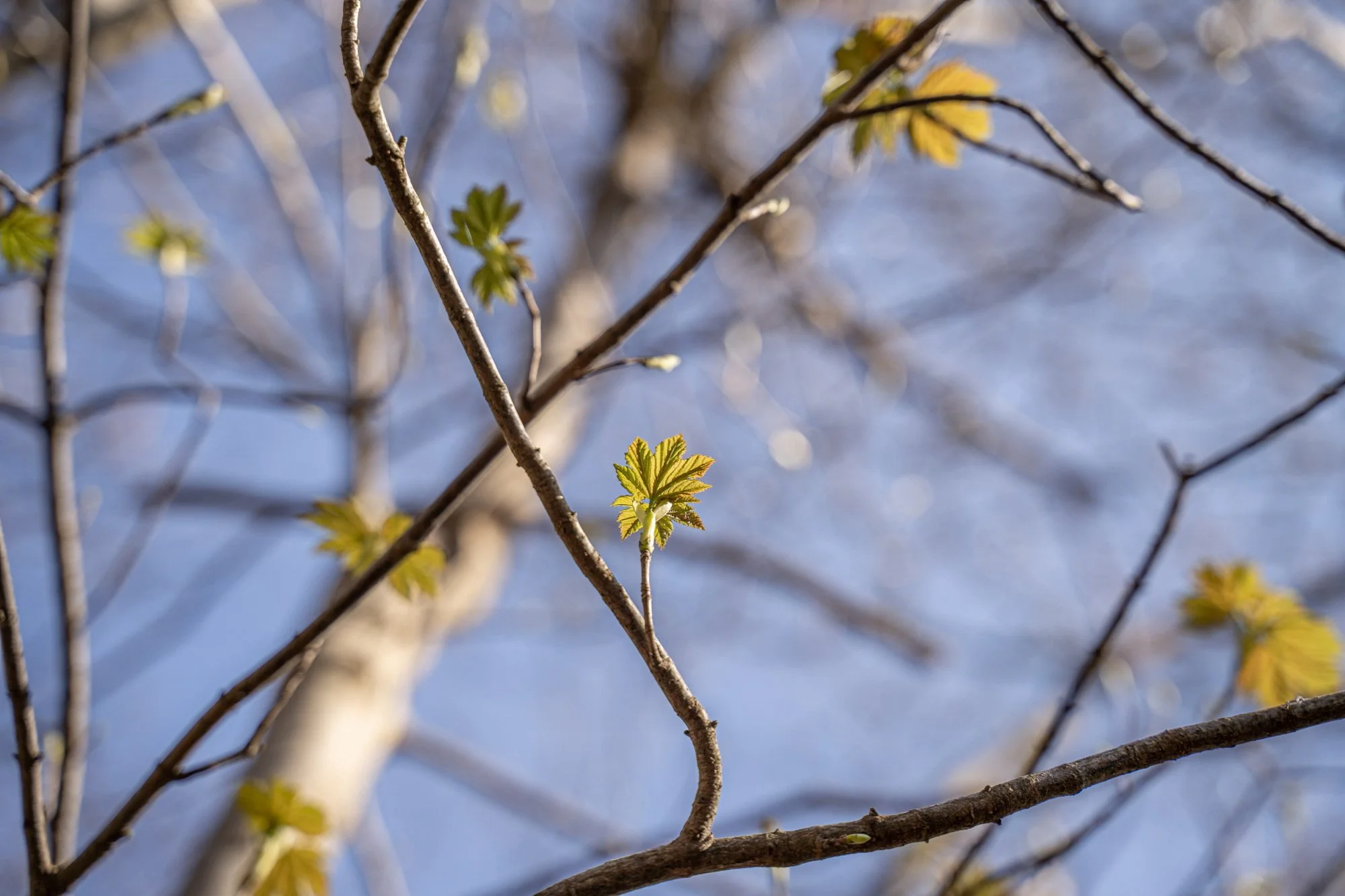 Coping with the transition from Water to Wood