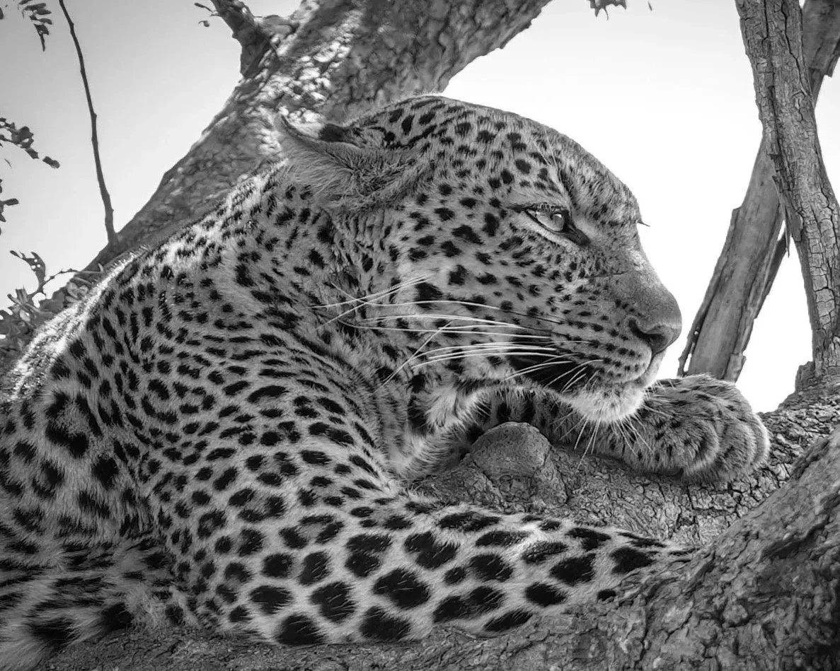 A black and white photo of a leopard resting on a tree branch, looking off into the distance.