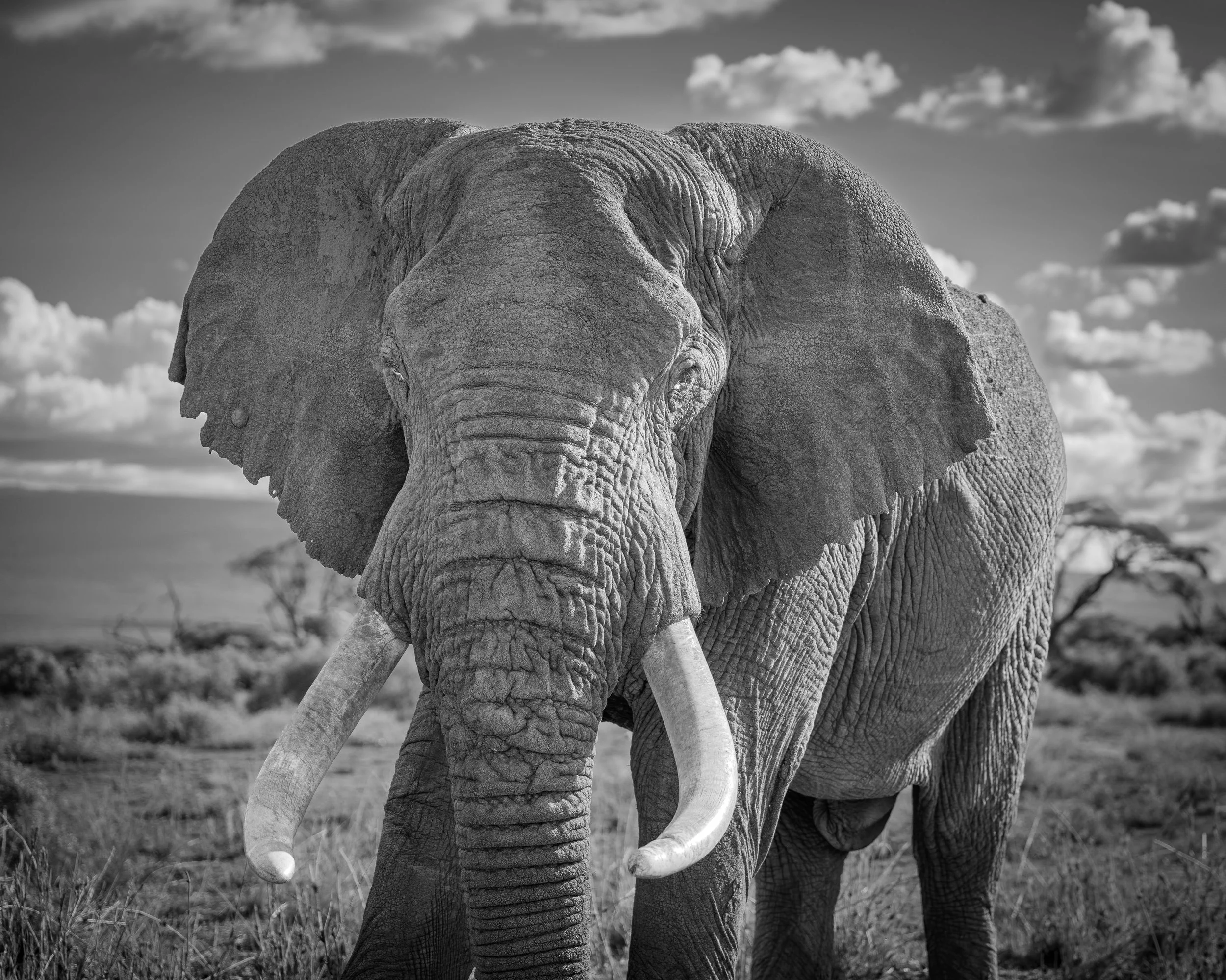 A black and white photograph of an adult elephant walking in a savanna with scattered trees and cloudy sky.
